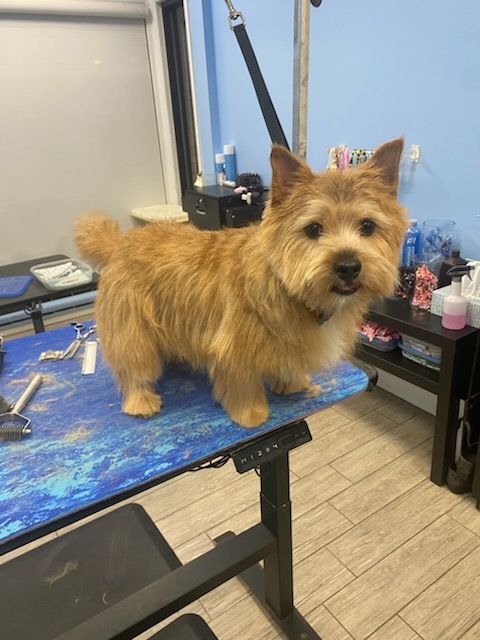 Small tan dog standing on a grooming table in a salon, with a pink bow on its head.