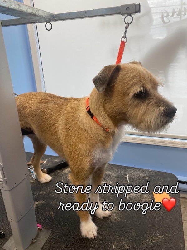 Tan terrier on a grooming table wearing an orange collar, ready for a trim and blow-dry.