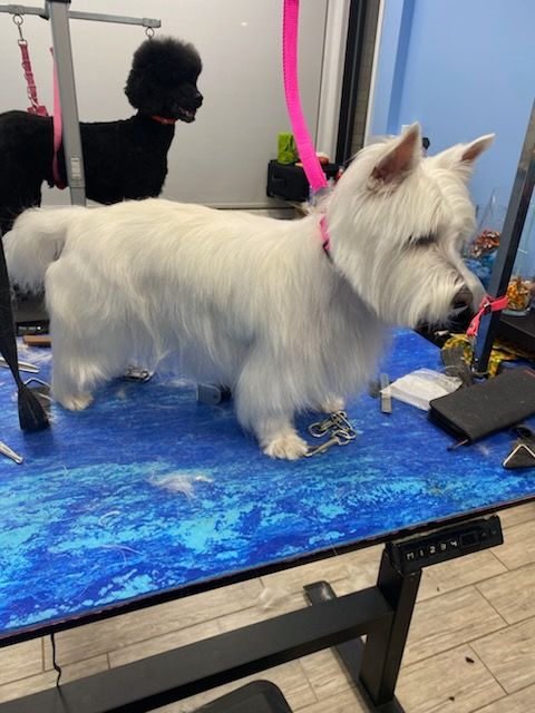 White terrier on a grooming table in a salon, with a black poodle behind it.