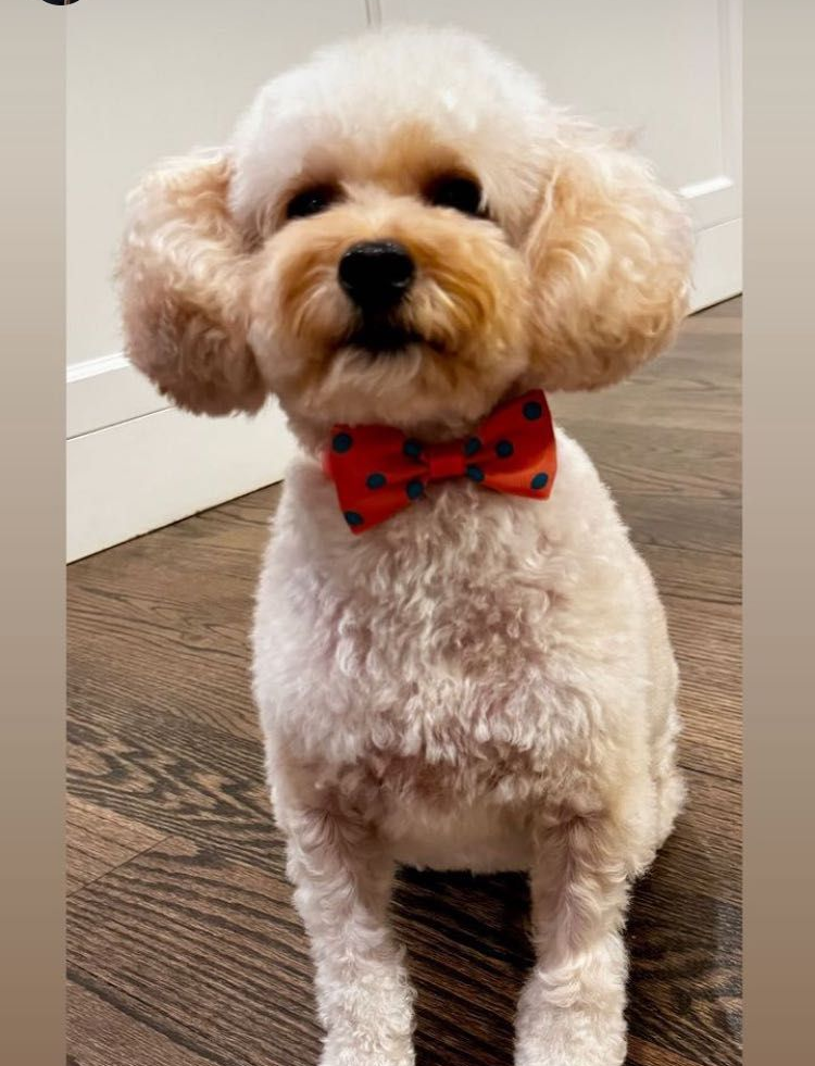 Wet white-and-brown terrier on a grooming table, panting with a harness and leash attached