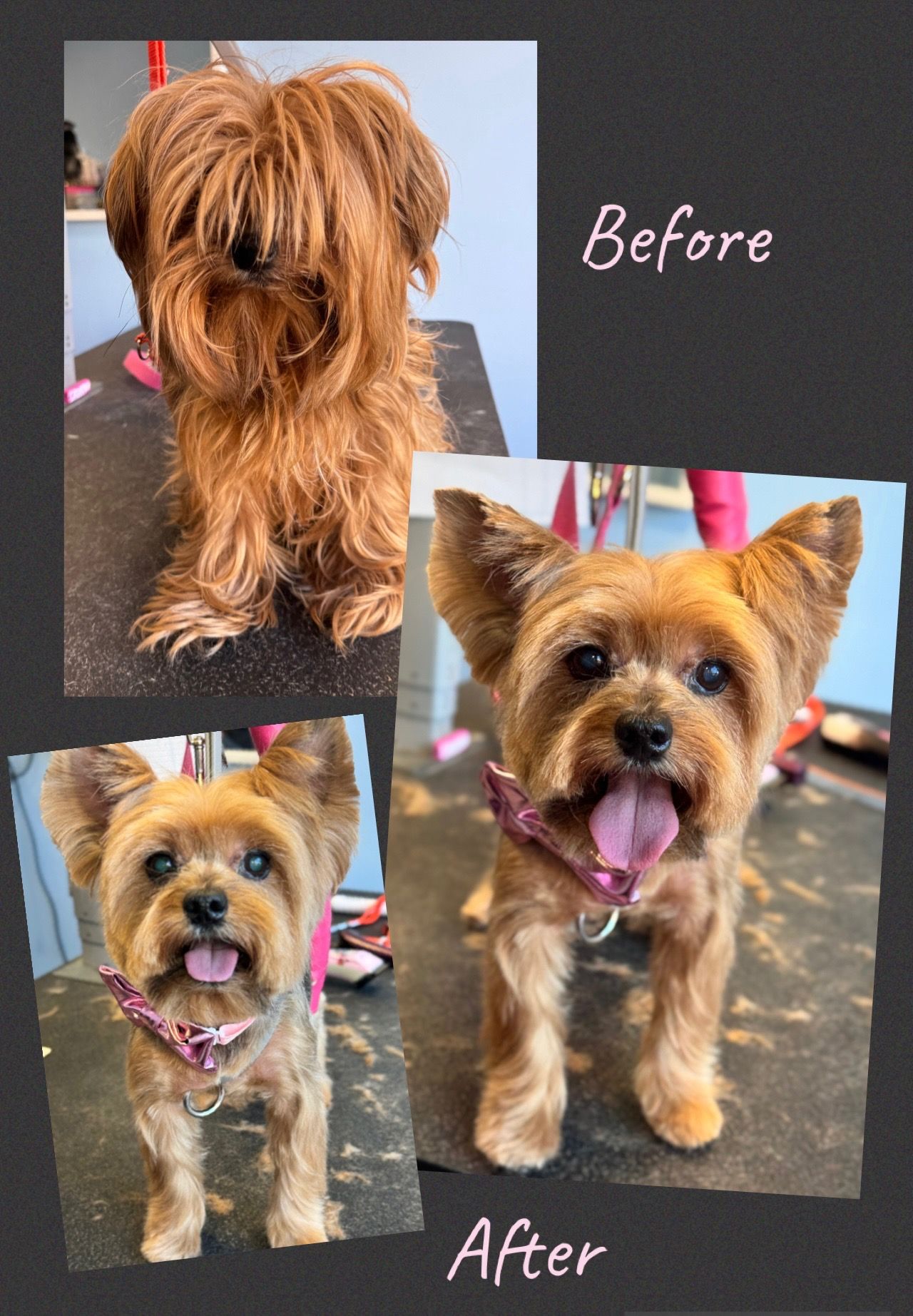 Before-and-after collage of a Yorkshire Terrier groomed from shaggy to neat, with 