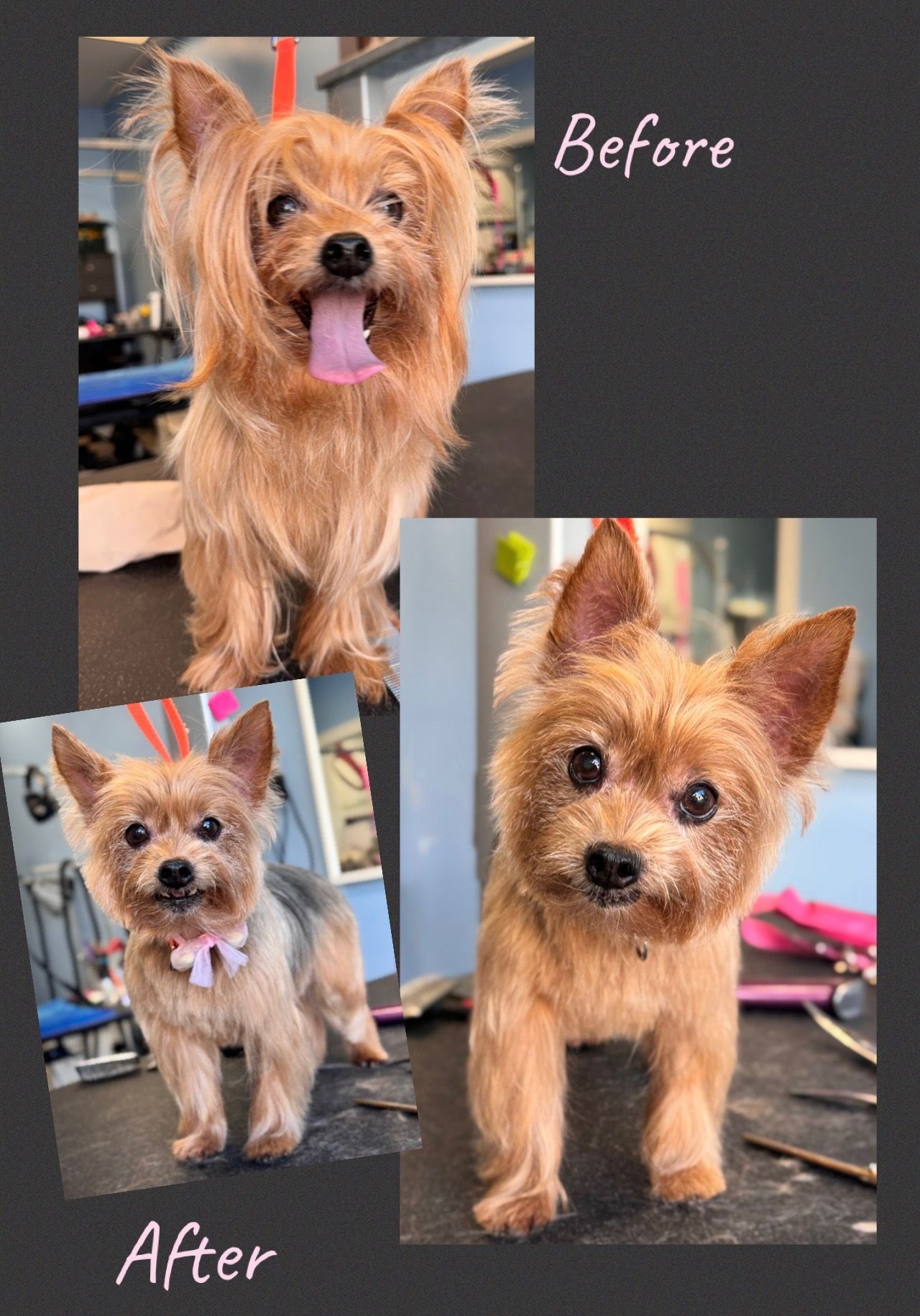 Before-and-after collage of a small tan terrier after grooming, with longer shaggy fur and a shorter neat trim.