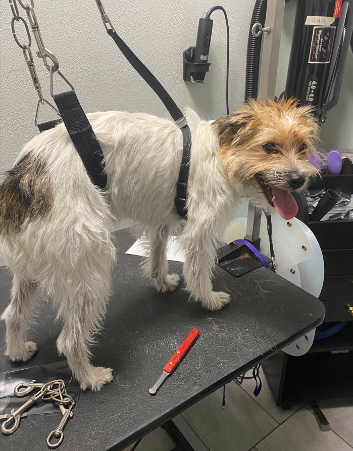 Wet white-and-brown terrier on a grooming table, panting with a harness and leash attached