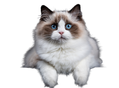 Fluffy white-and-brown cat with blue eyes lying down against a white background