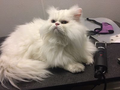 Fluffy white cat resting on a black surface beside a camera and a purple toy