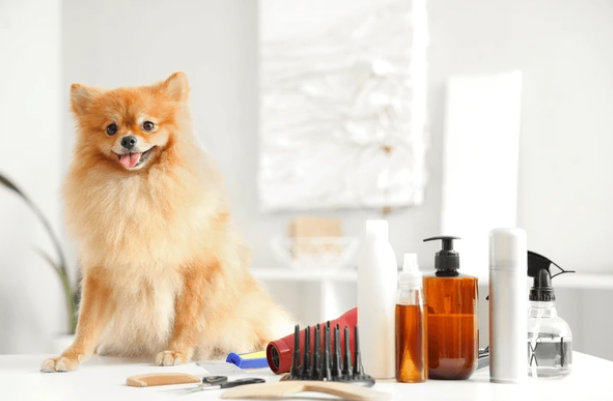 Small fluffy tan dog on a grooming table with brushes and bottles in a bright salon