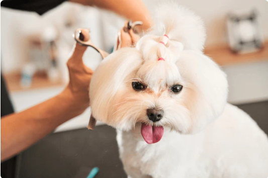 Small white dog with pink tongue being groomed by a person with scissors and hair clips
