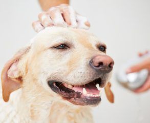 Yellow dog being washed with soap, smiling while a hand lathers its head