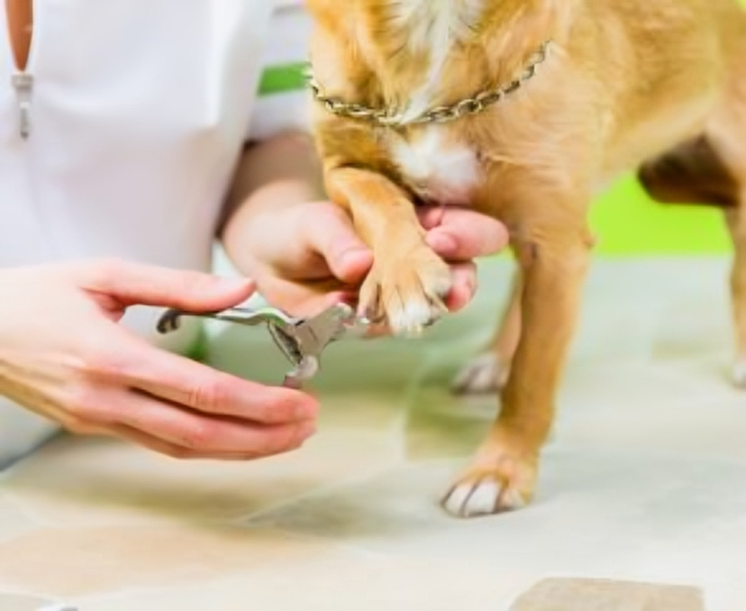 Veterinarian trimming a small dog's paw claws with nail clippers