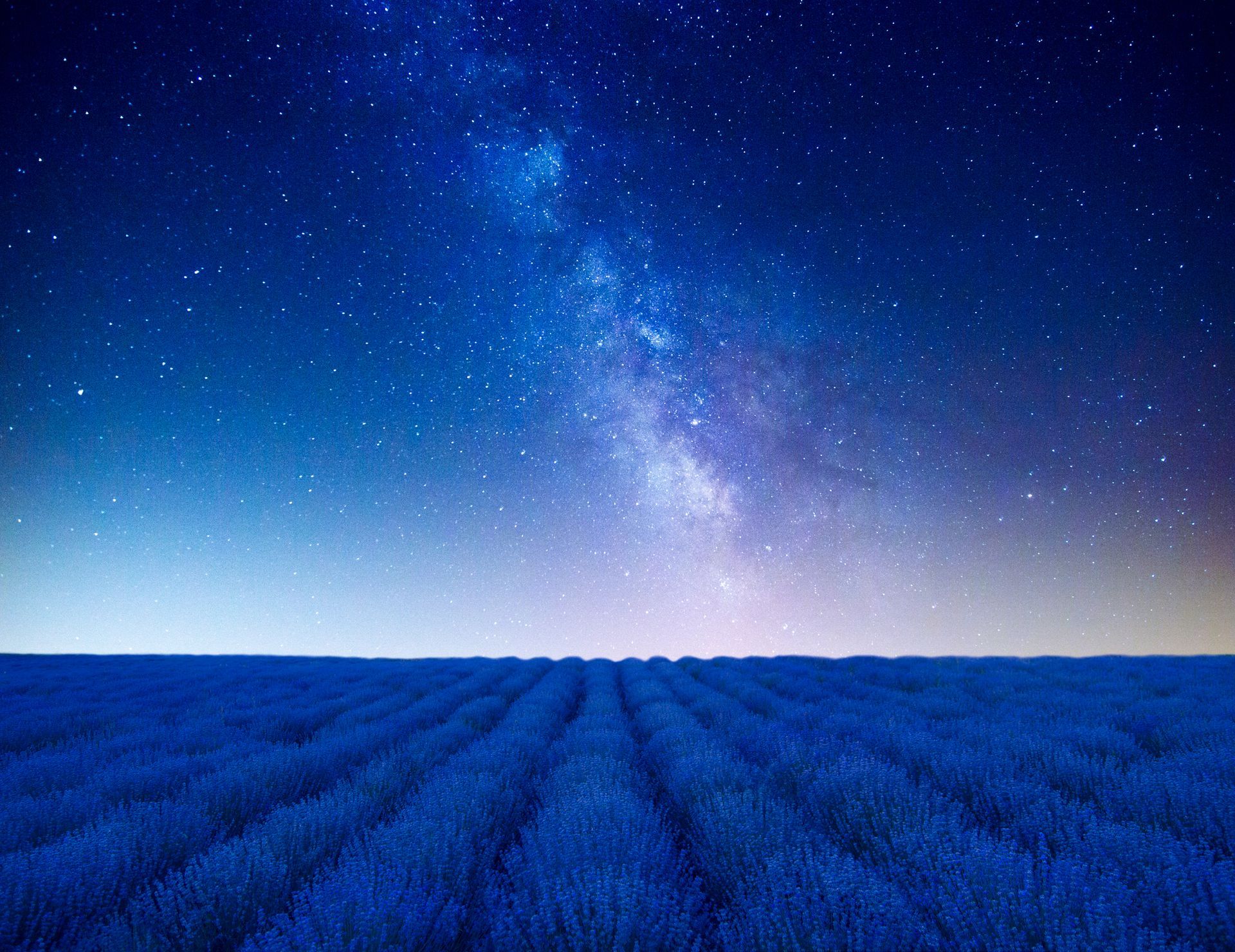 Lavender field under a starry night sky with the Milky Way, in shades of blue and purple.