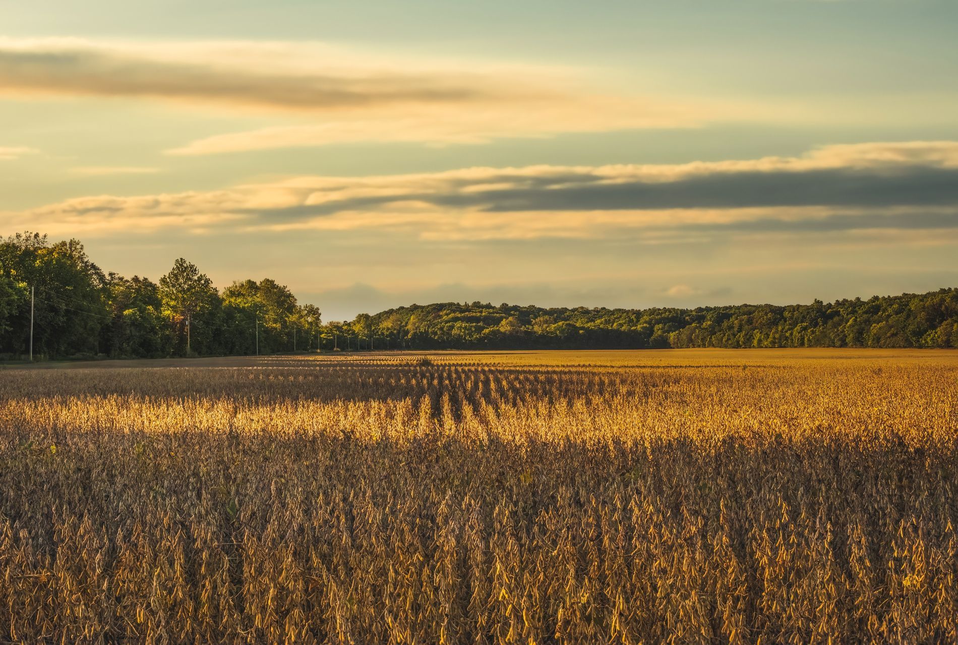 A field of hay bales with trees in the background
