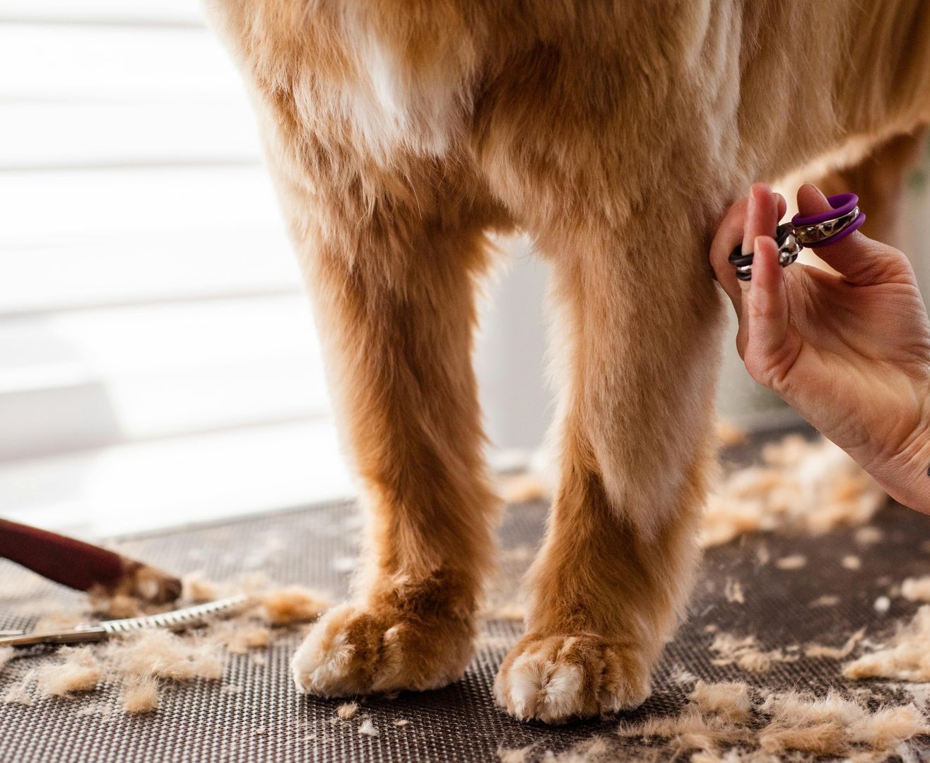 Pet friendly apartments in Baytown TX with convenient pet amenities at The Cottage Green Baytown
