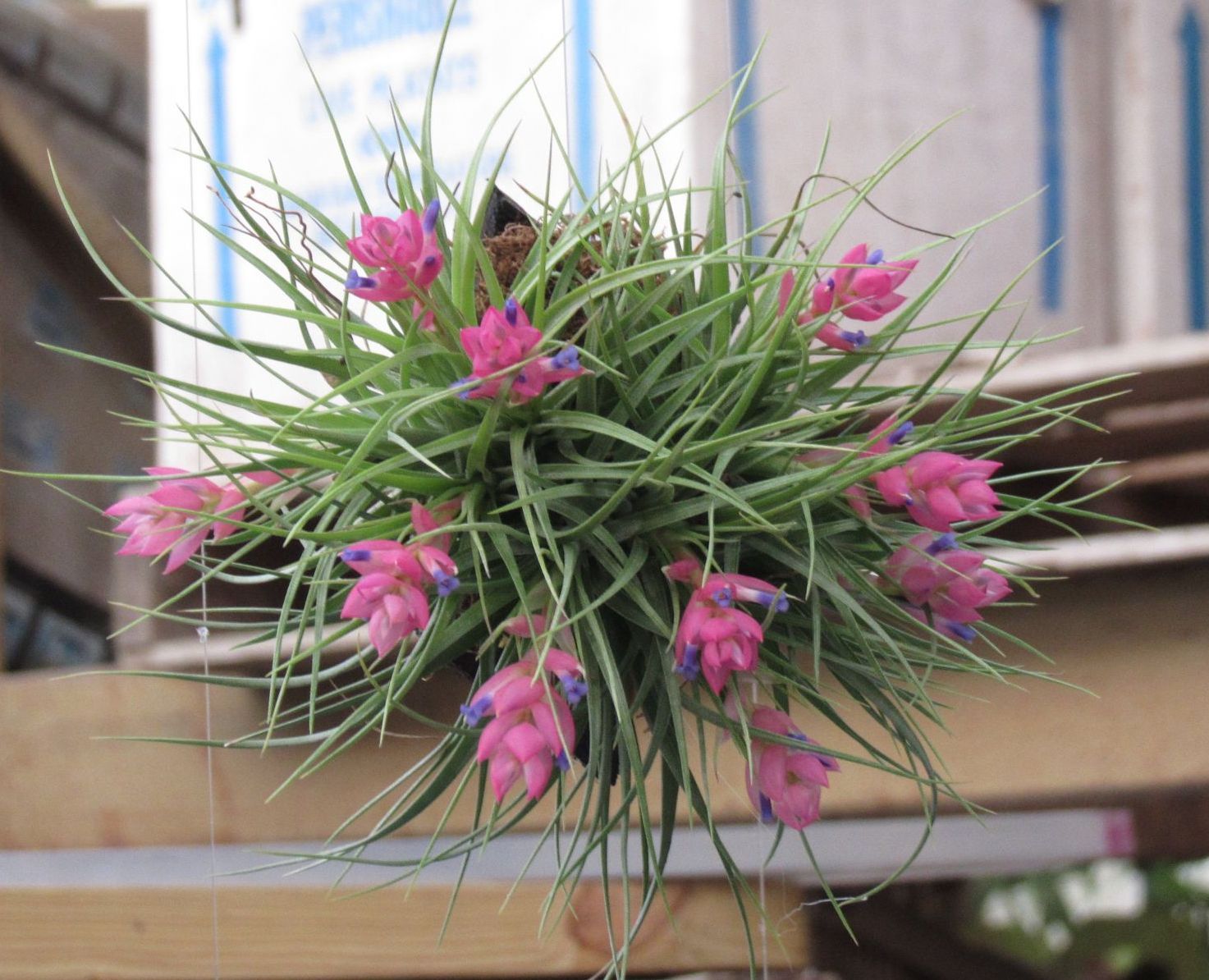 Plants