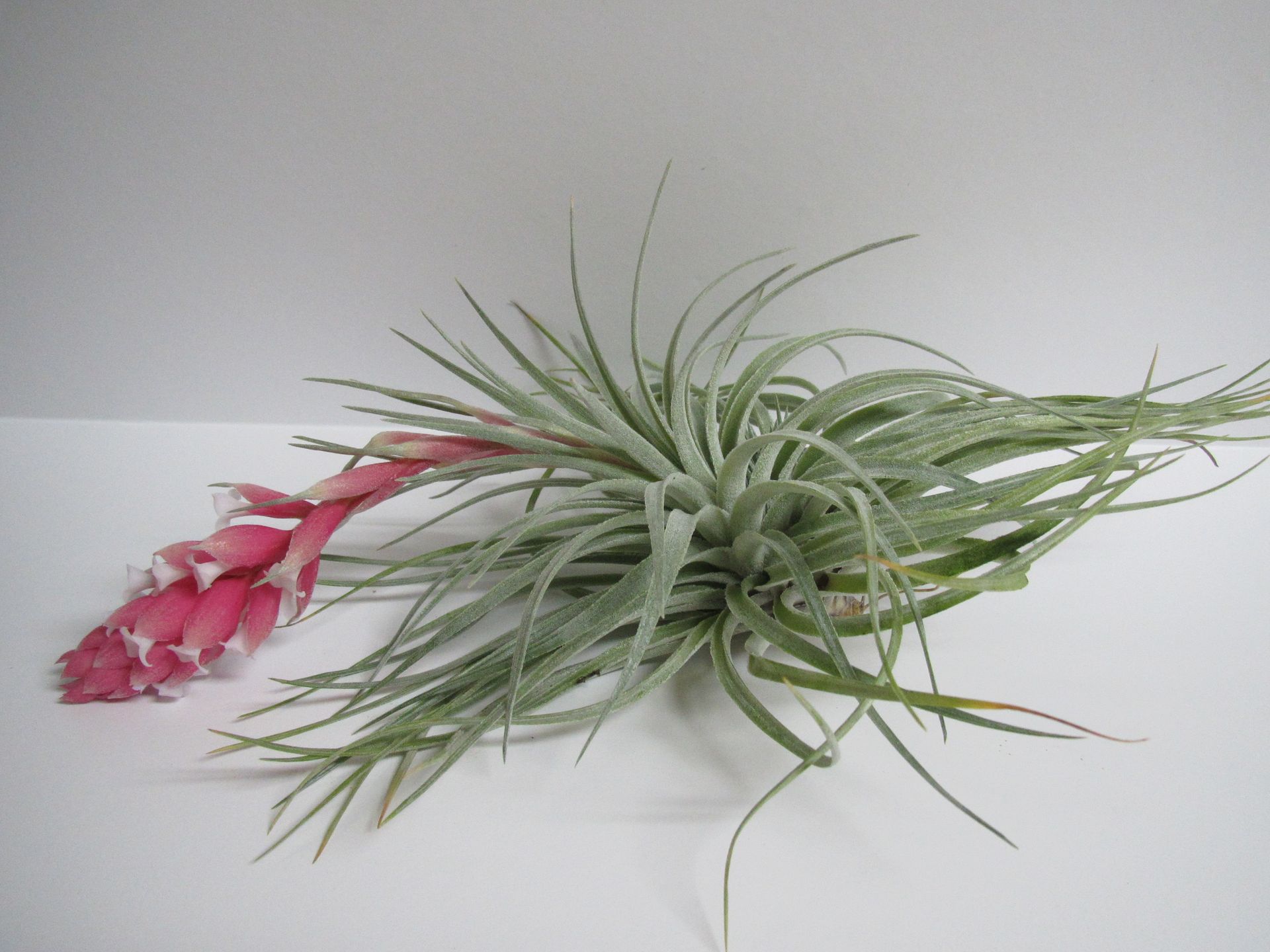 Epiphytic Plants