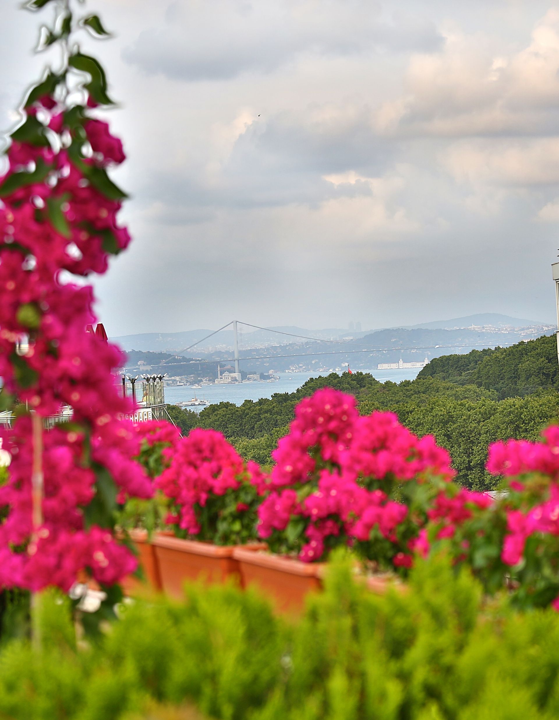 Istanbul white house hotel | Pink flowers in foreground with a hazy mountain landscape under a cloudy sky
