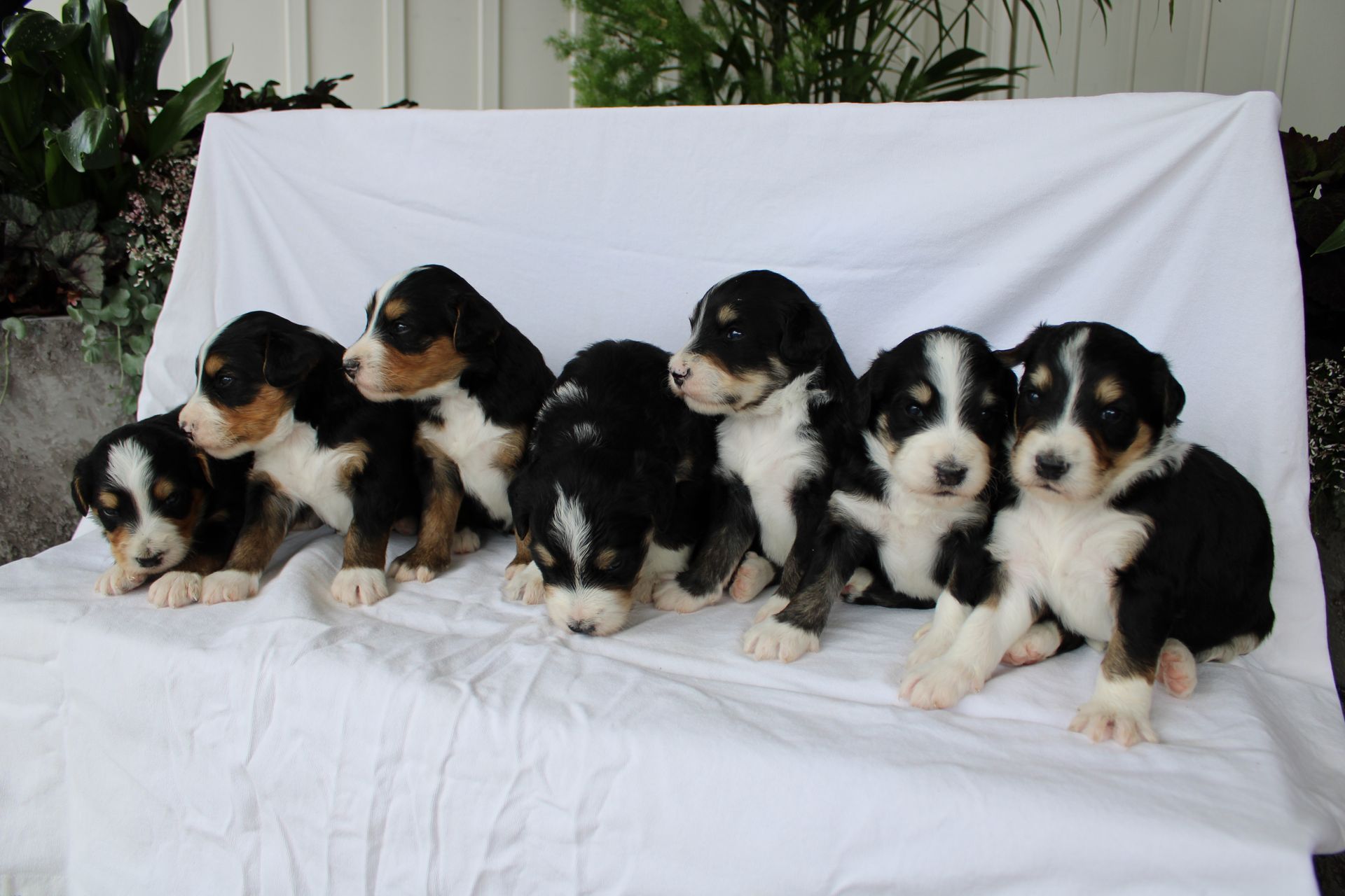 Four sleeping puppies, heads close together. Gray, black and white fur, pink noses, outdoors.