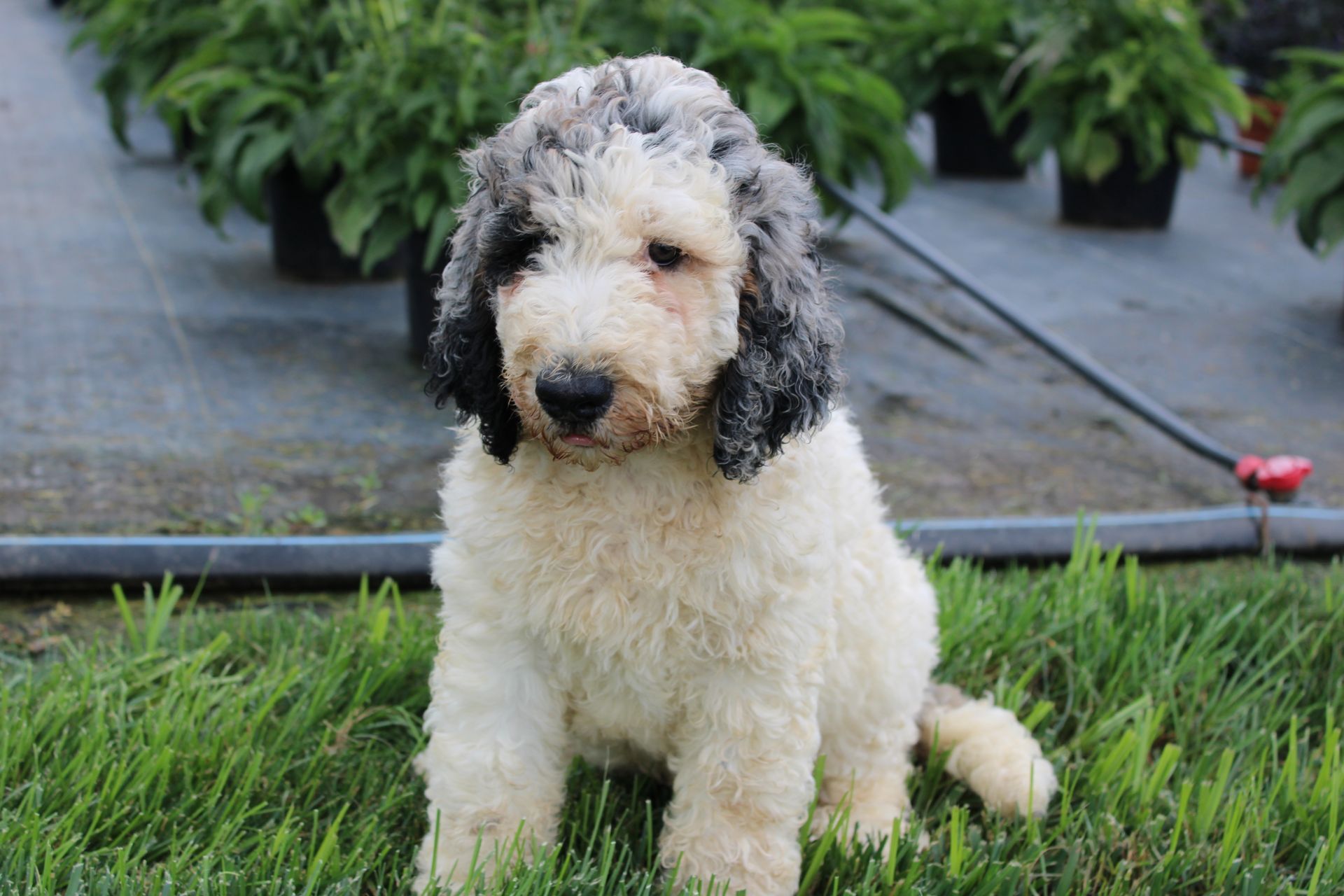 Tri-color Bernedoodle puppy with white chest, black and brown markings sitting on wood.