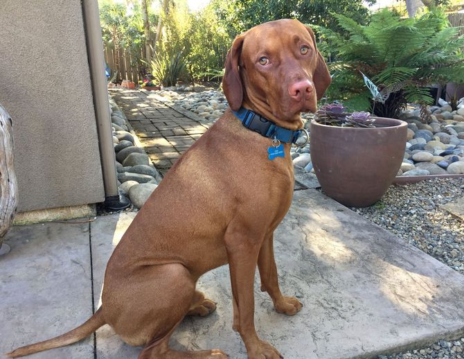 A brown dog wearing a blue collar is sitting on a sidewalk.