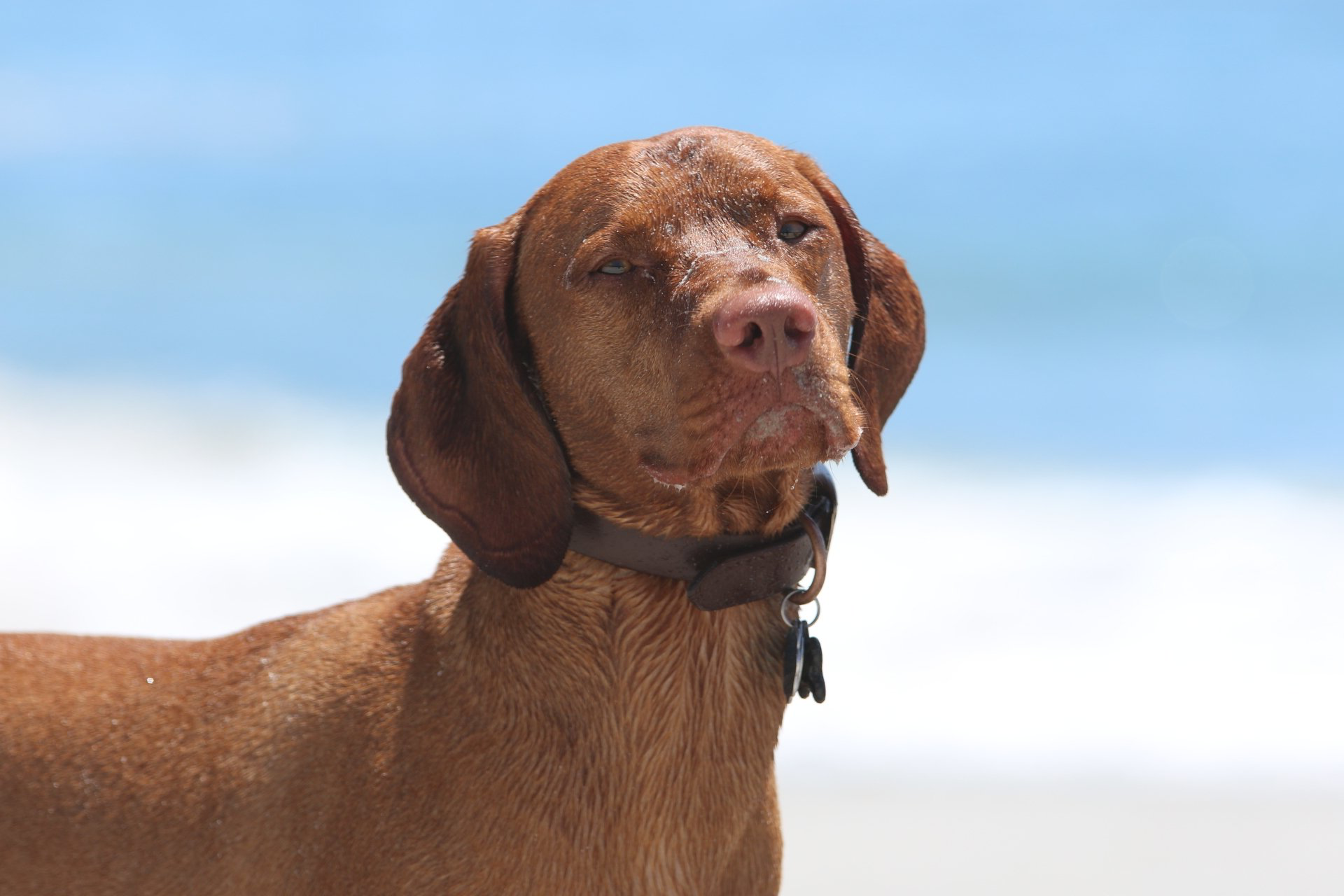 A brown dog with a collar is standing on a beach
