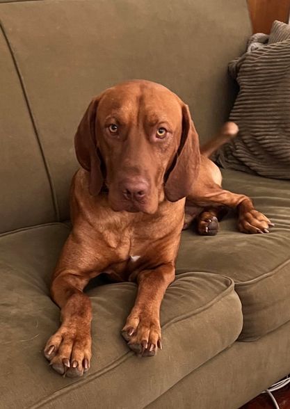 A brown dog is laying on a couch looking at the camera.