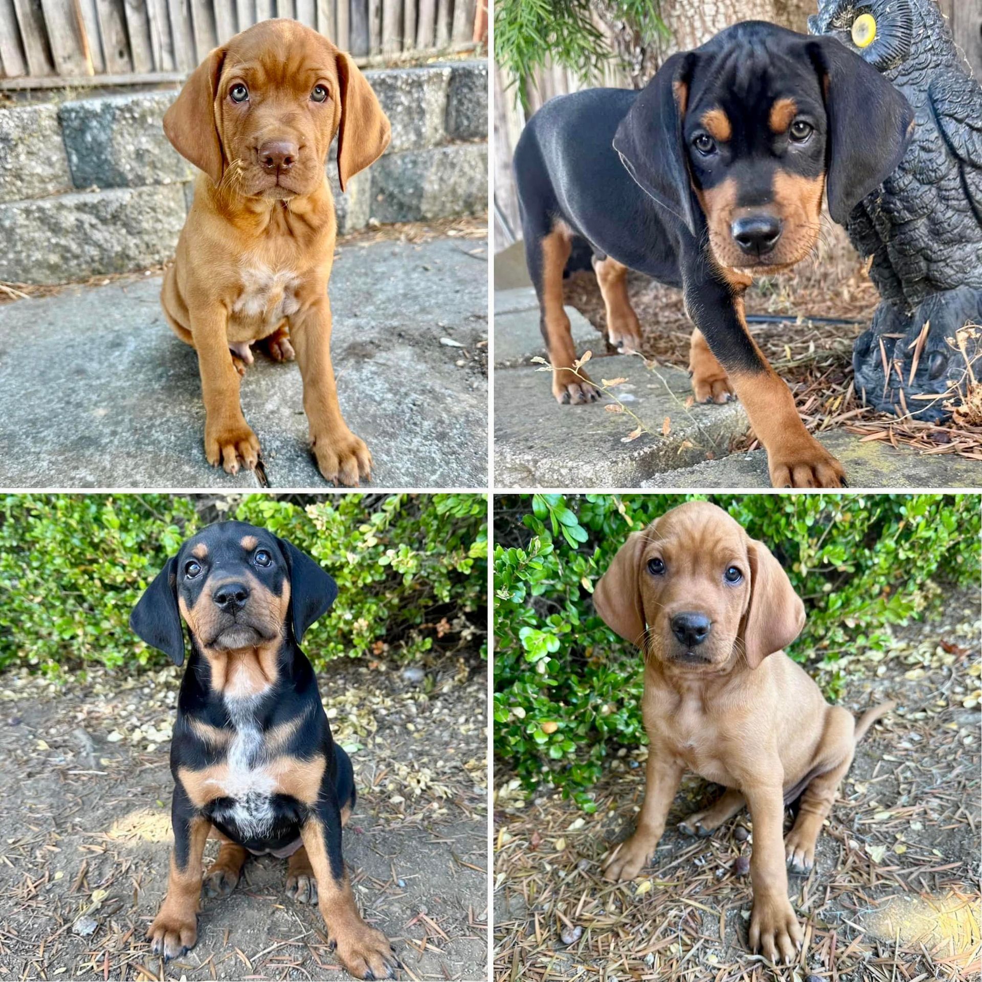 Four puppies are standing next to each other in a collage.