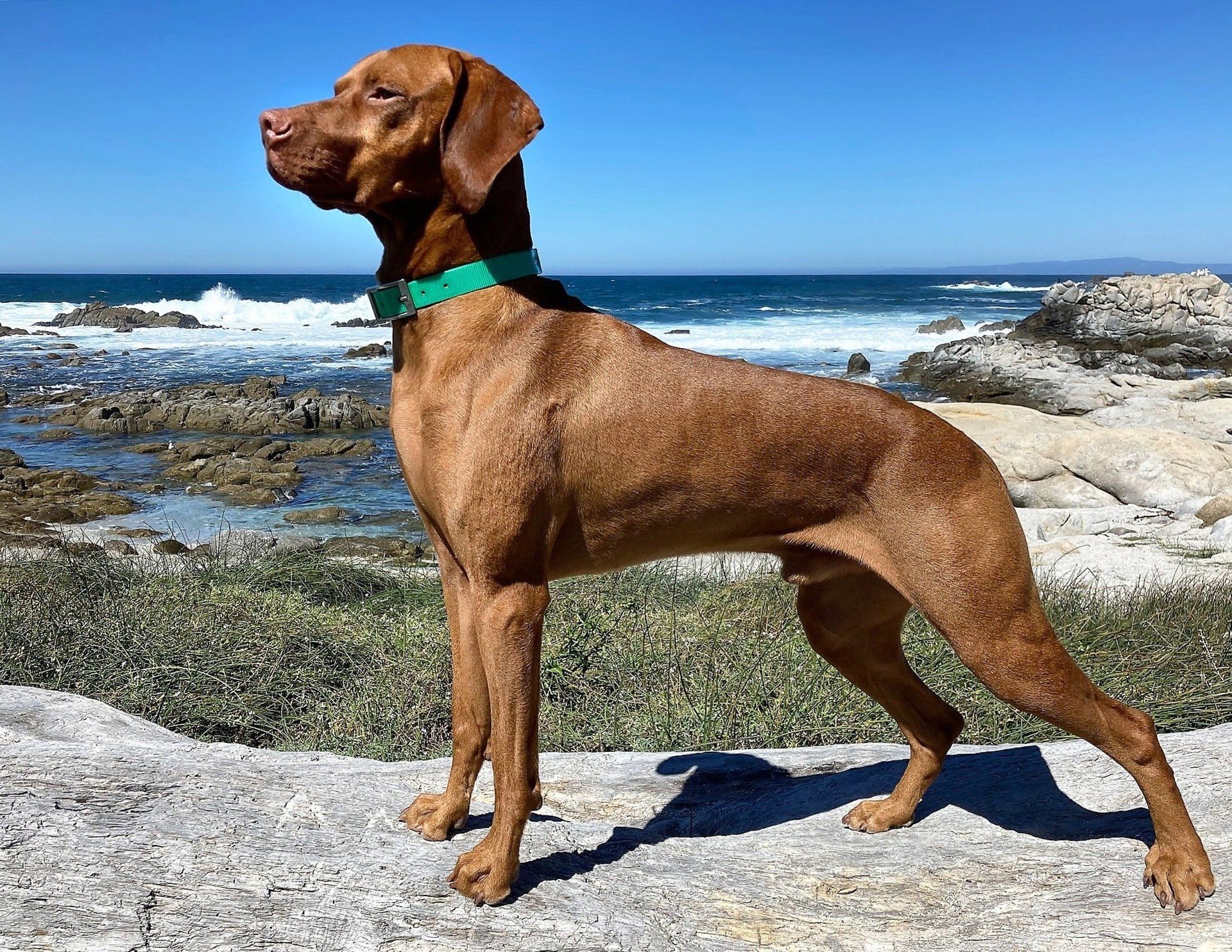 A brown dog wearing a green collar is standing on a rock near the ocean.