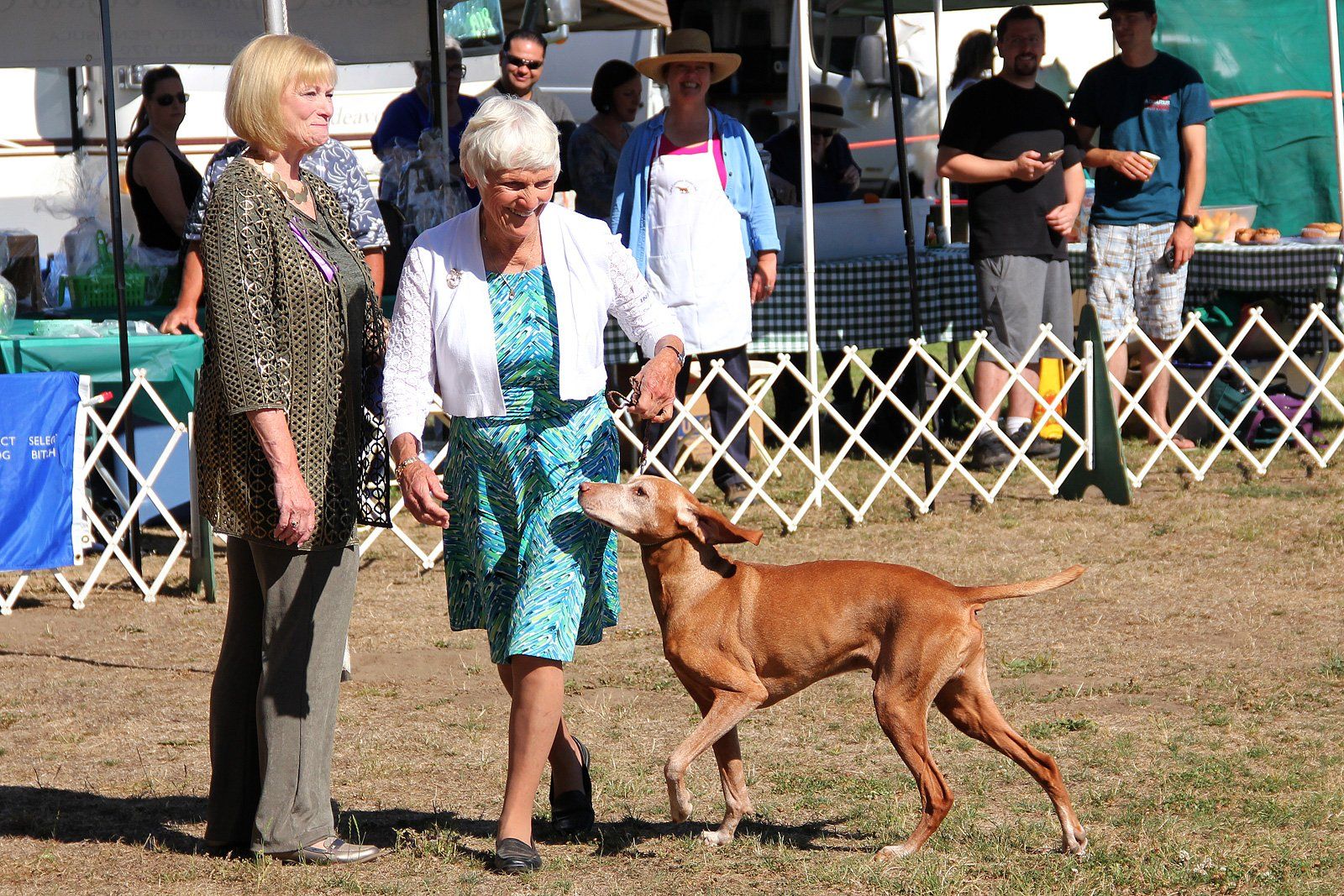 A woman is standing next to a brown dog at a dog show.