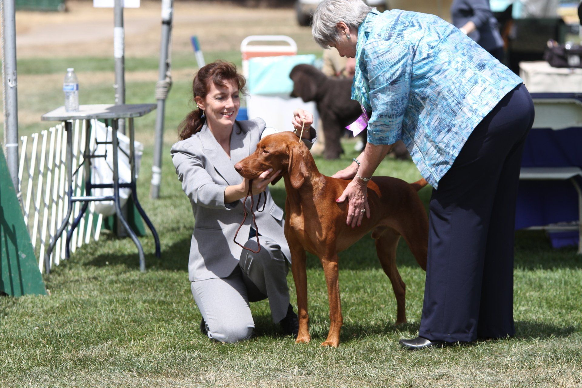 A woman is kneeling down next to a dog at a dog show