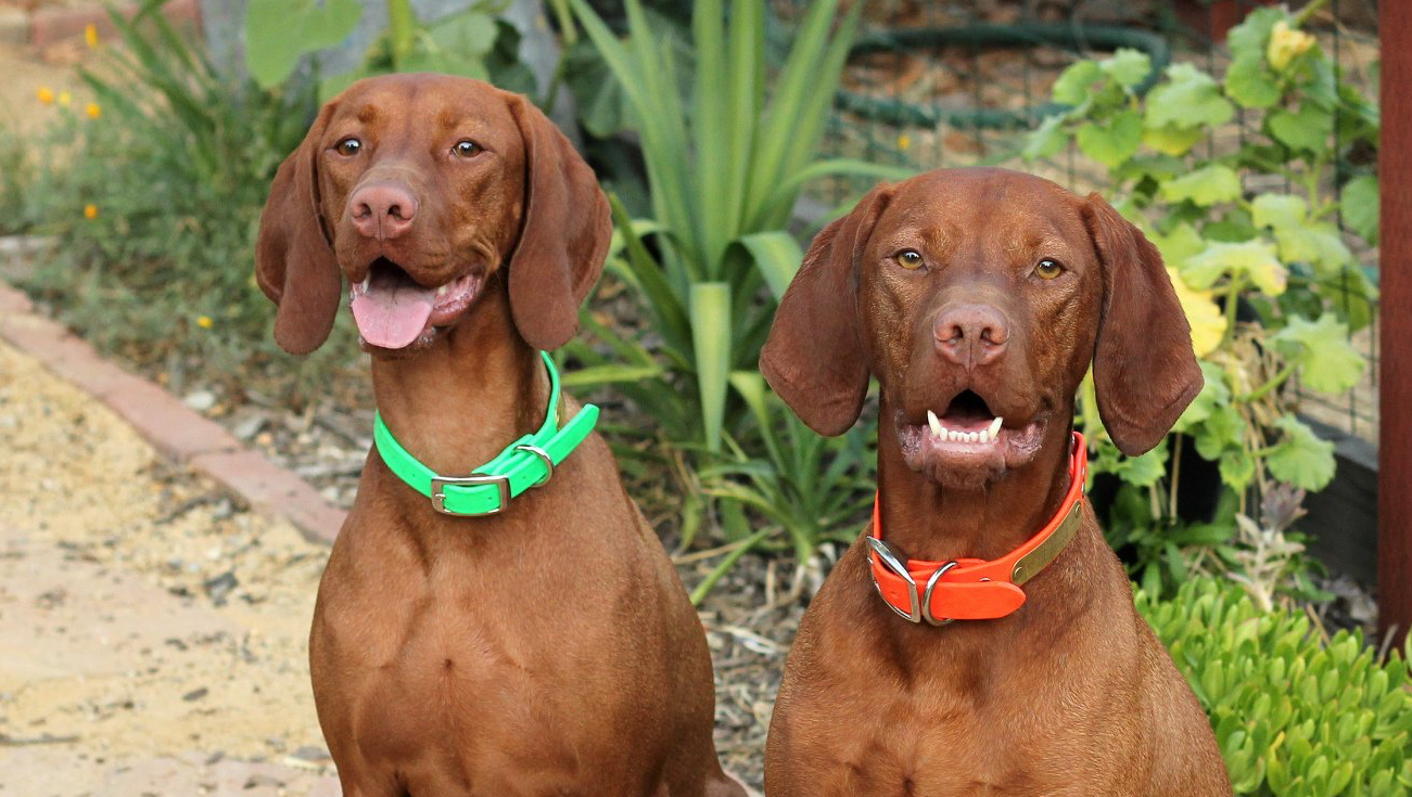 Two brown dogs wearing green and orange collars are sitting next to each other.
