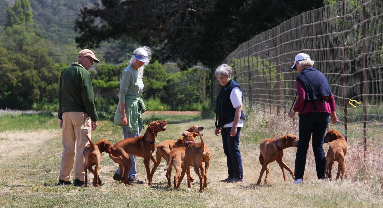 A group of people standing in a field with dogs