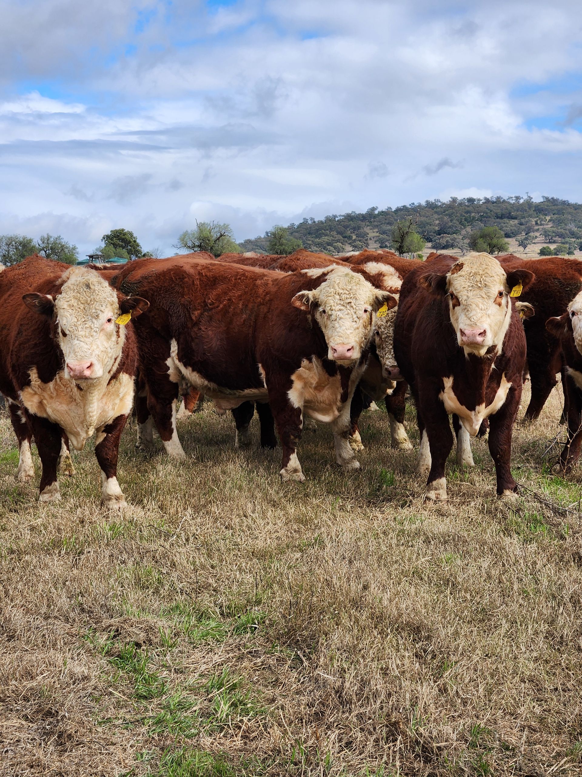 Three brown-and-white cattle standing in a grassy field under a cloudy sky