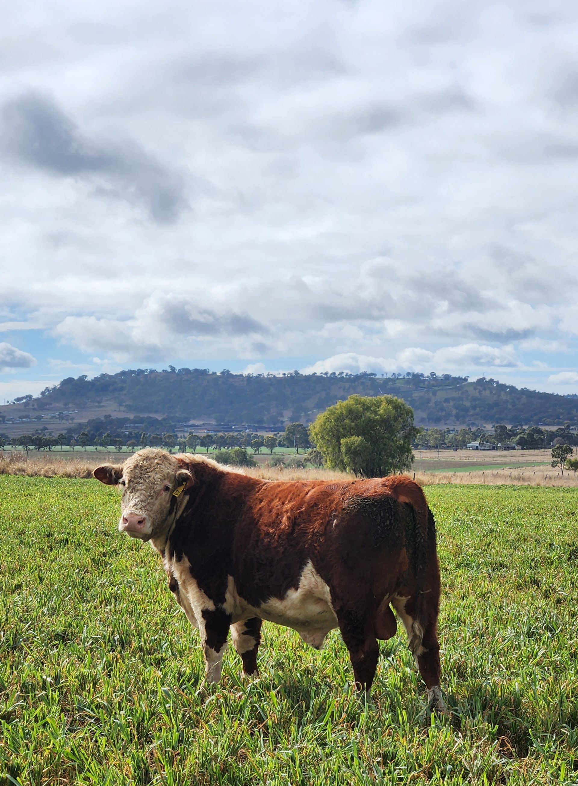 Brown-and-white cow standing in a green field with hills and cloudy sky in the background