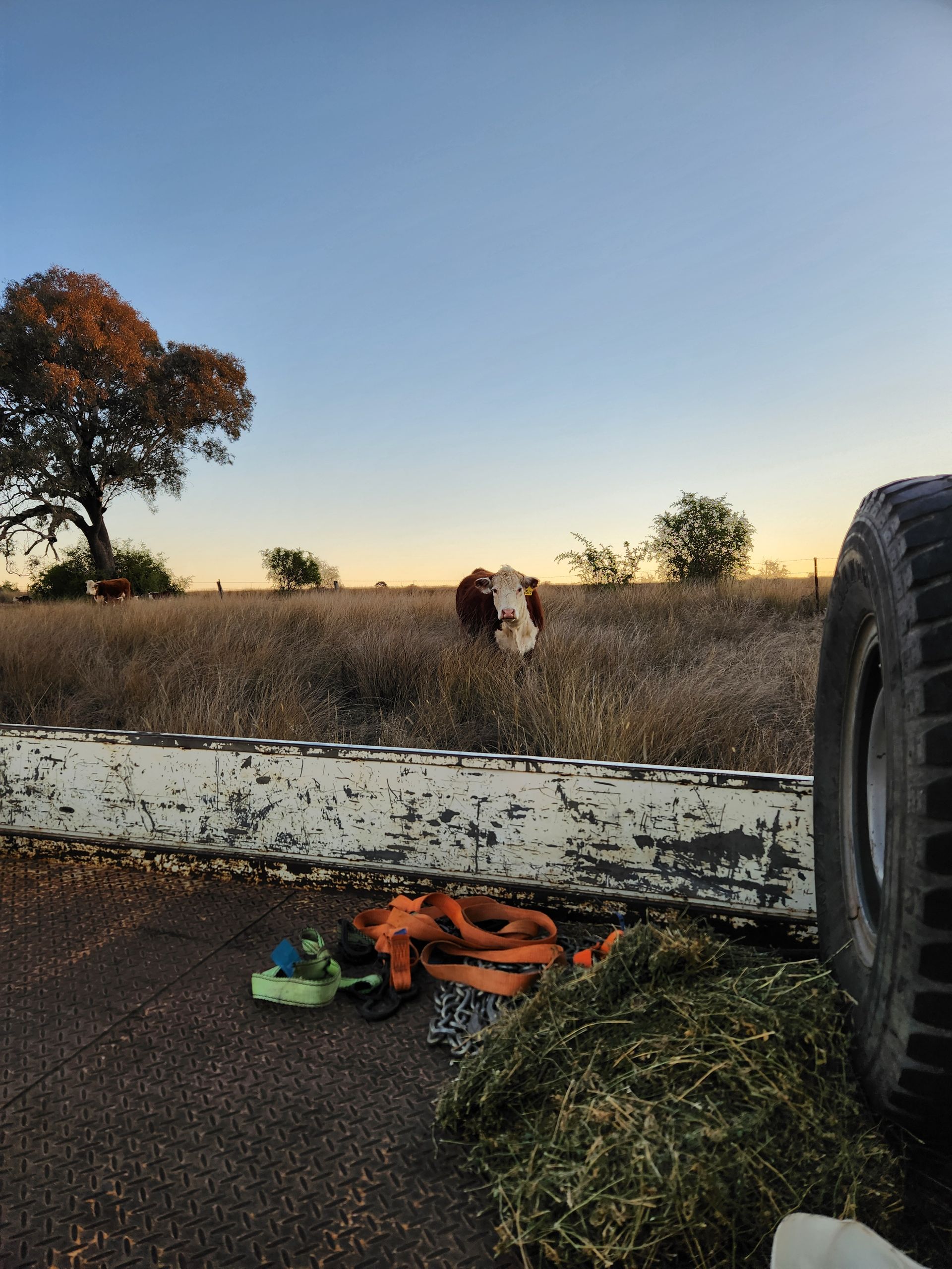 Pickup truck bed with a white barrier, tools and grass, in a field at sunset