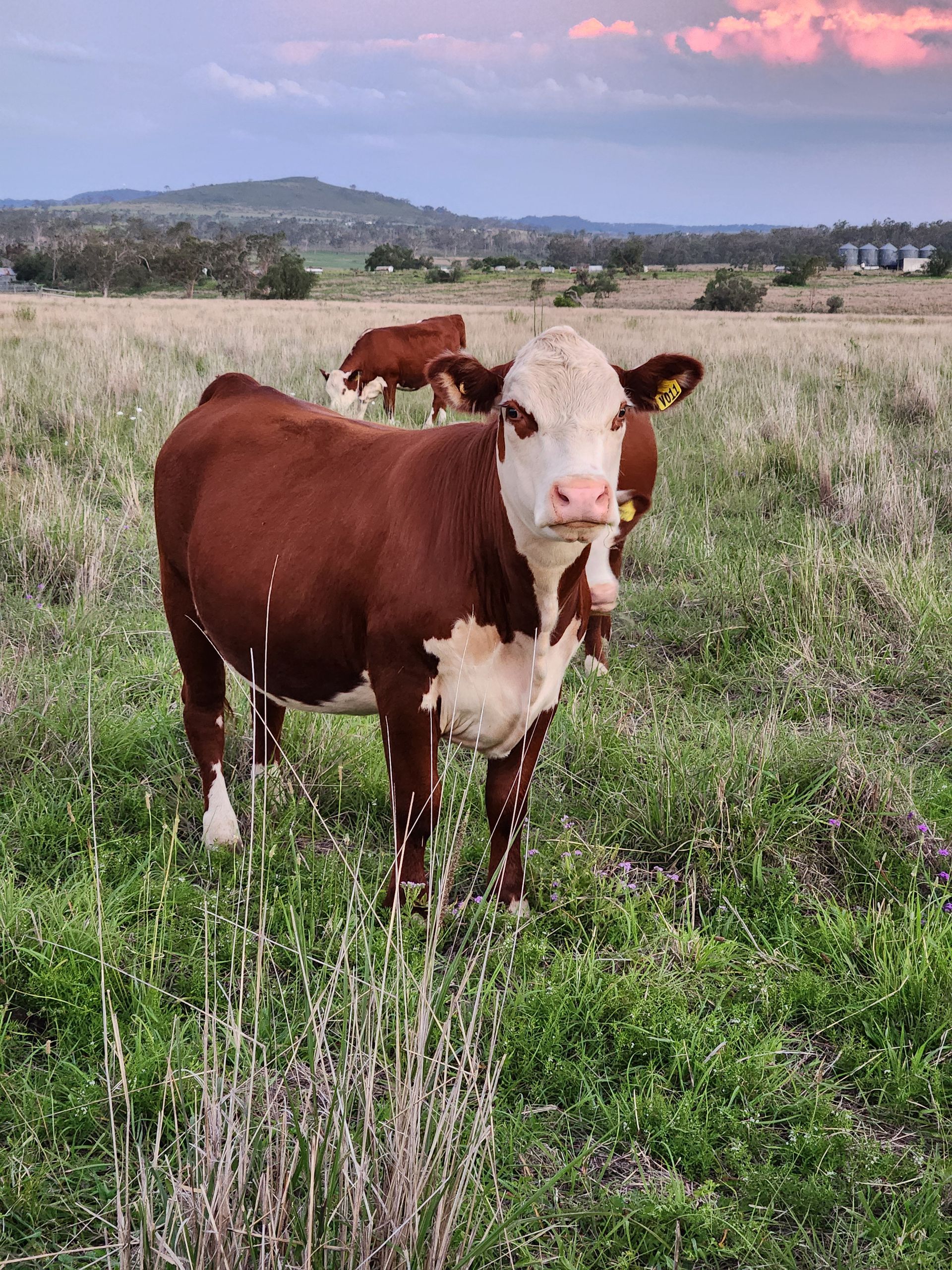 Calf with a white face standing in tall dry grass looking toward the camera