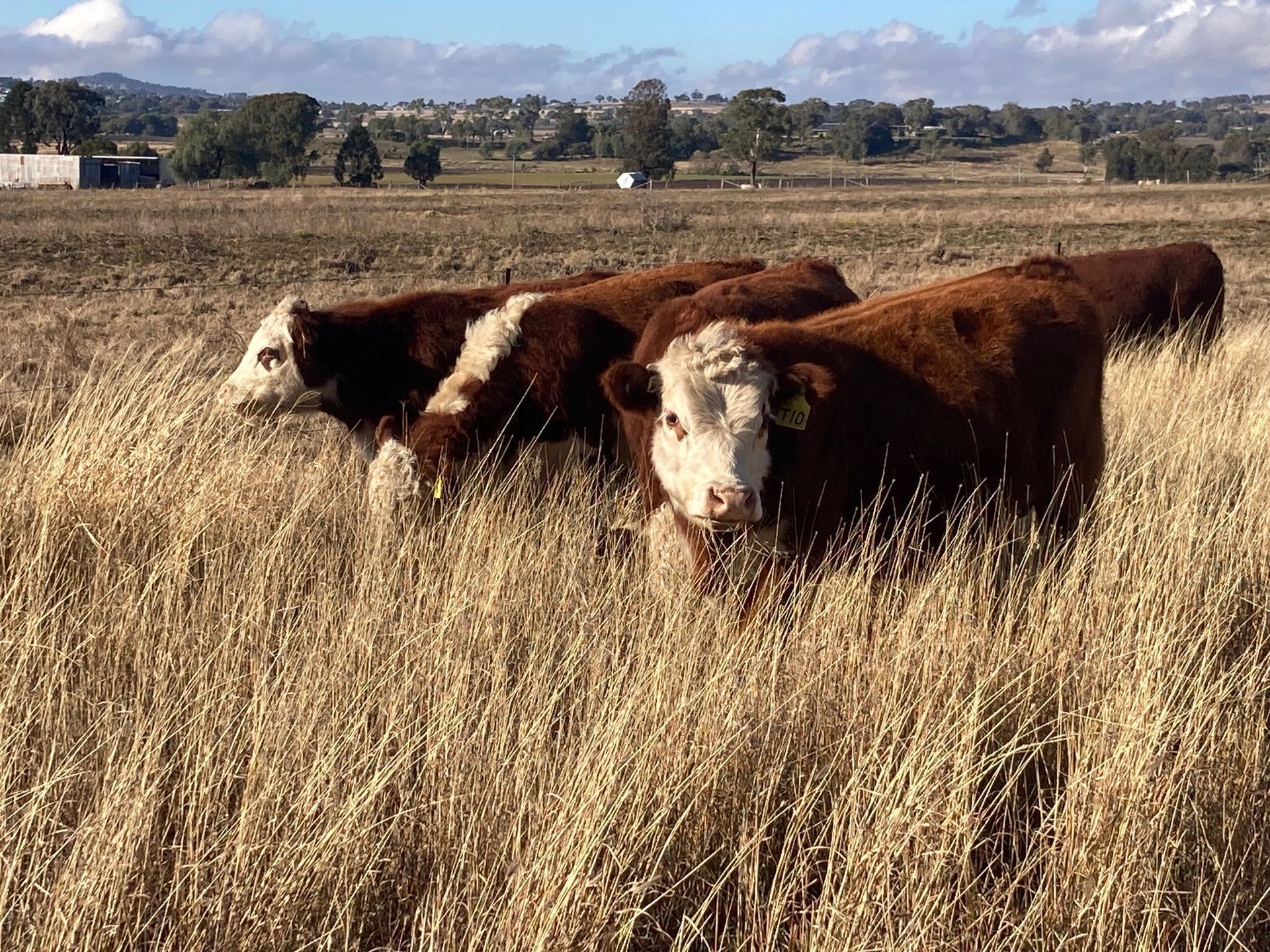 Cattle with white faces standing in tall green grass under a clear blue sky