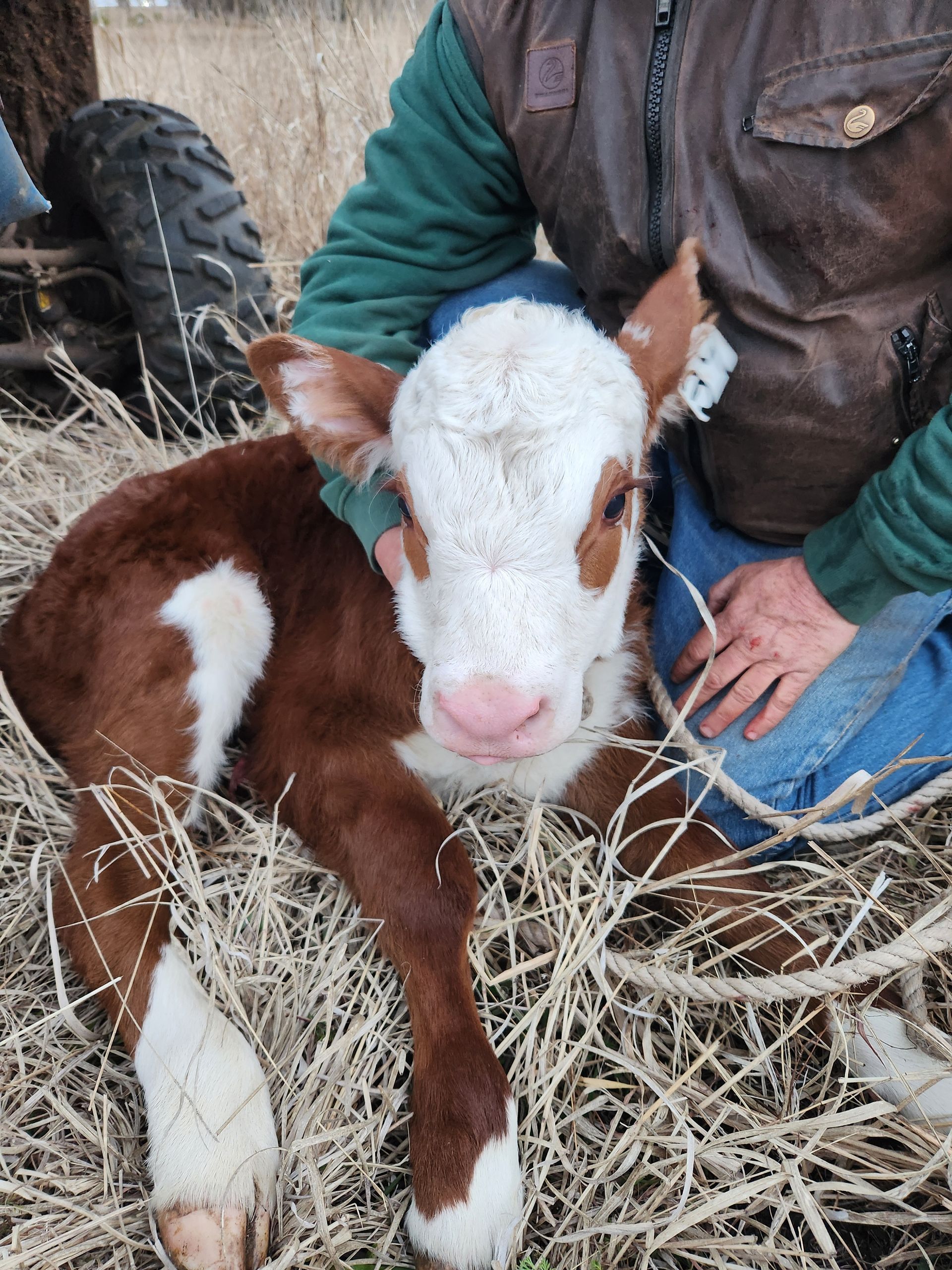Brown-and-white calf standing in tall dry grass, facing forward.