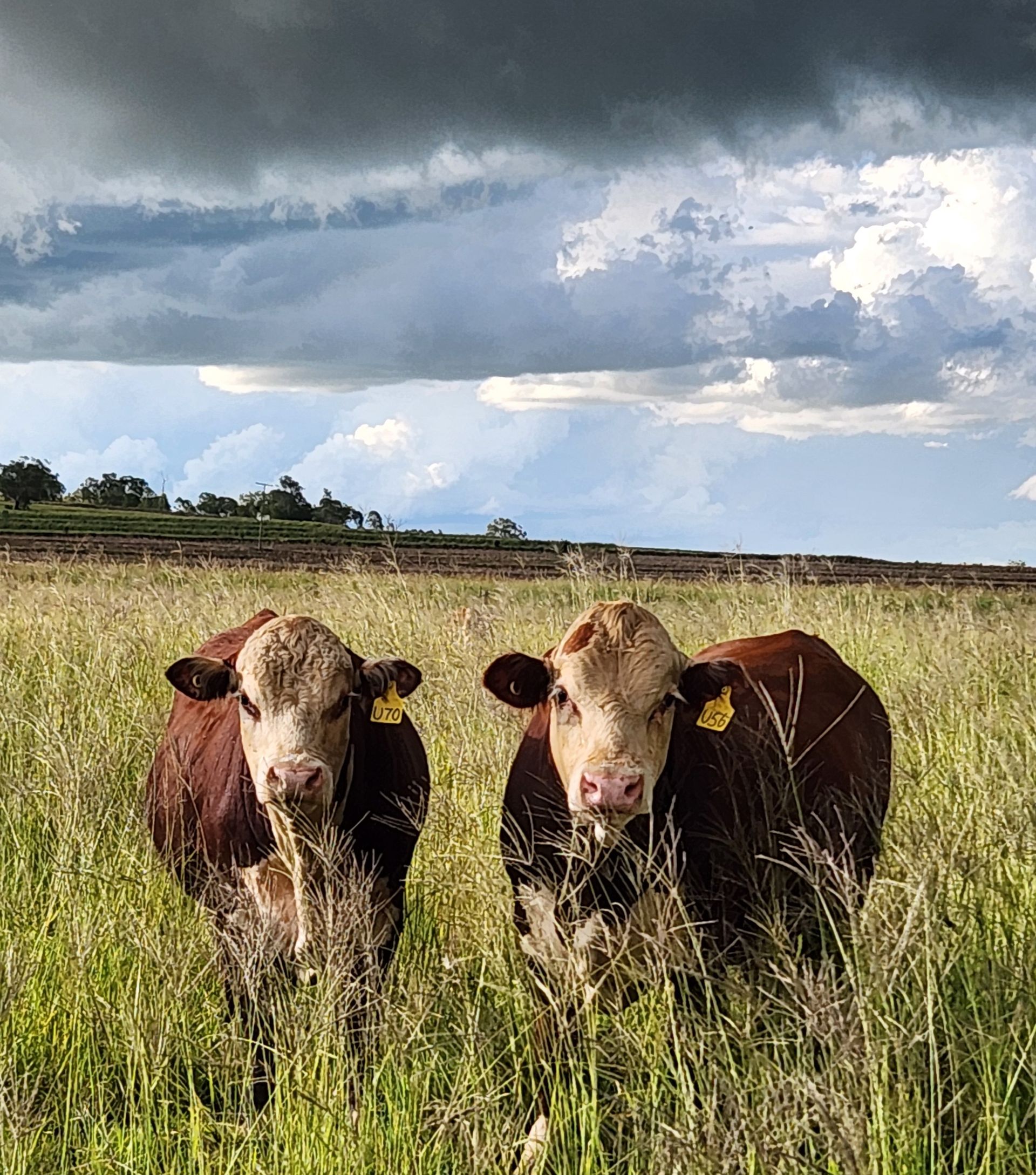 Close-up of a brown cow grazing in tall grass, with a yellow ear tag.