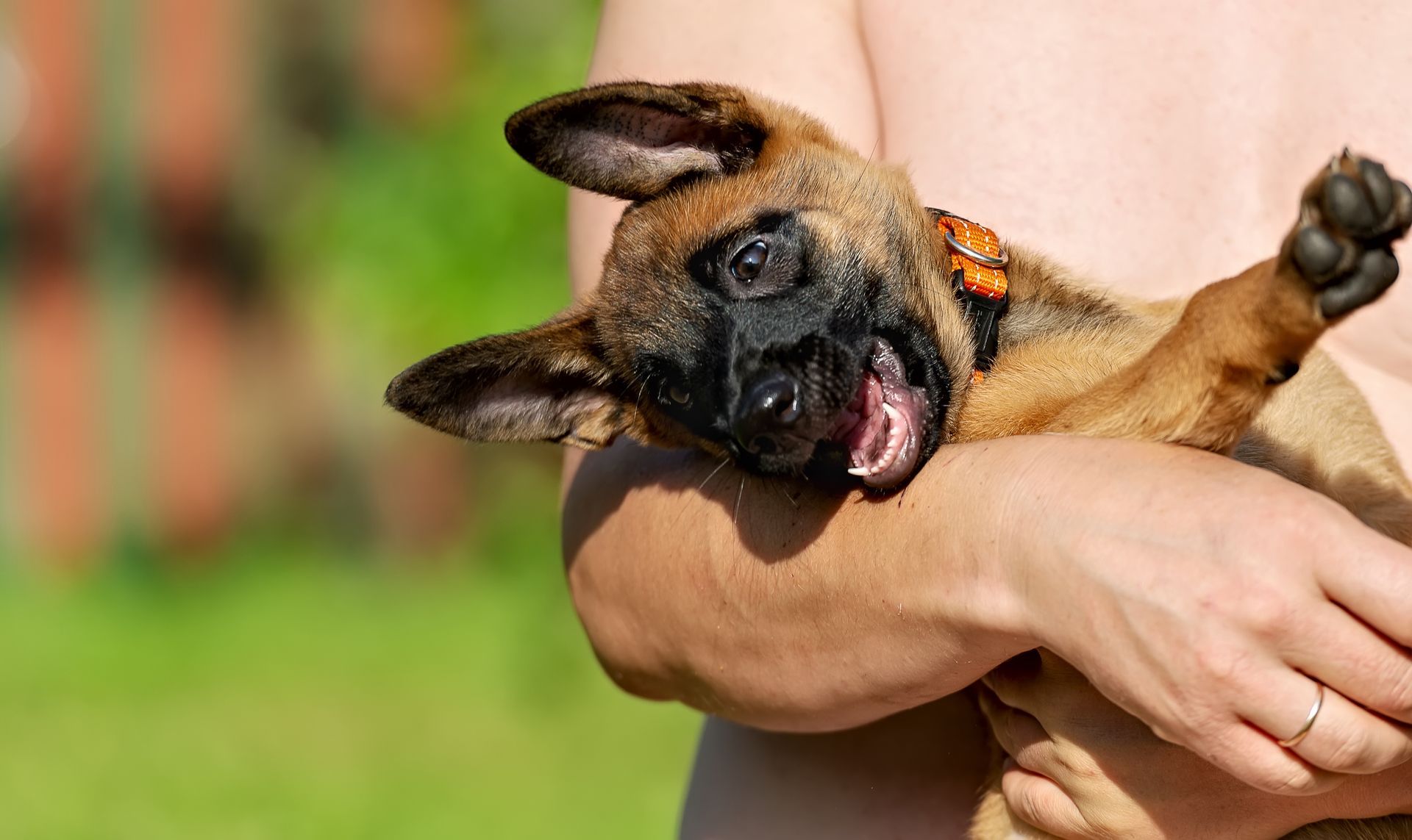 Puppy being held, smiling with tongue out; brown fur, black muzzle, green background.
