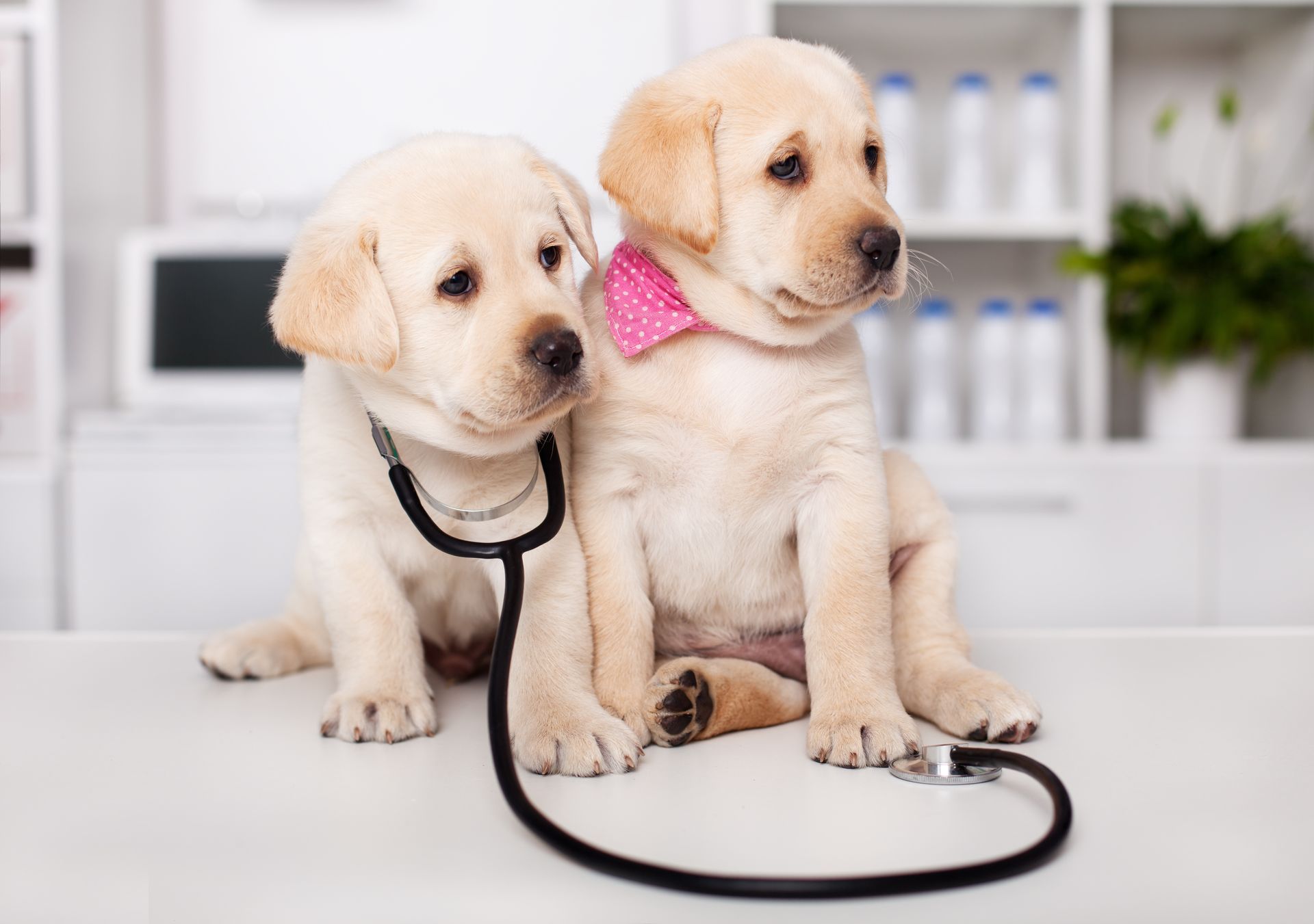 Two Labrador puppies wearing a stethoscope and pink bow tie at a veterinary clinic.