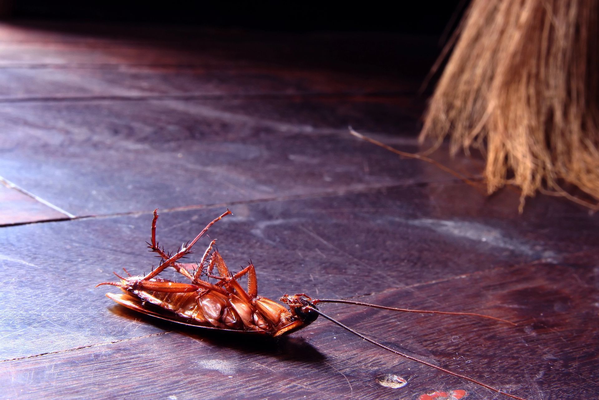  Roaches in Long Branch, NJ