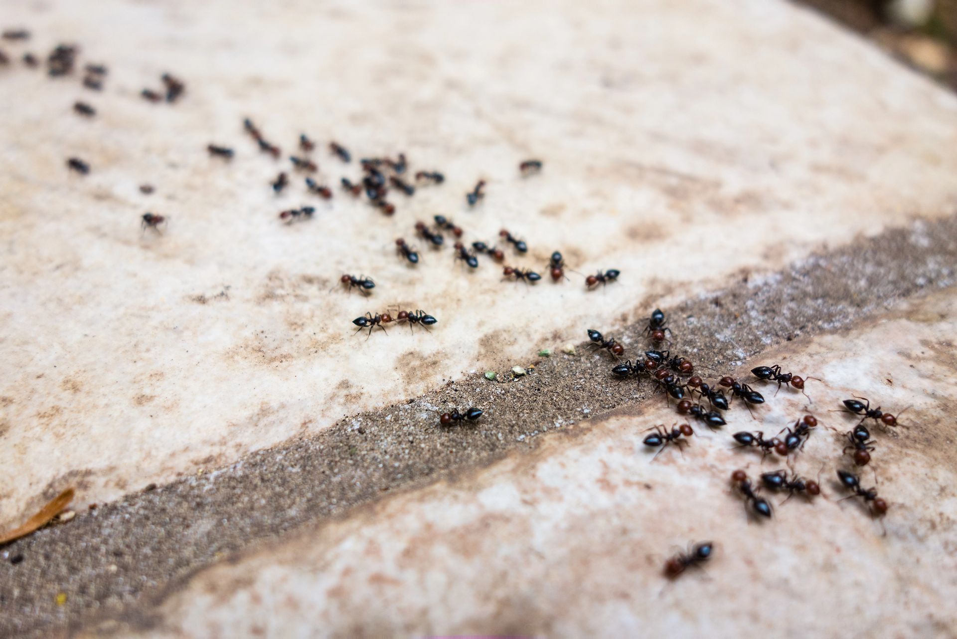 Ants in Long Branch, NJ Ants in Long Branch, NJ