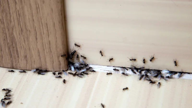  Termites in Long Branch, NJ