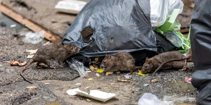 Rodents in Long Branch, NJ Rodents in Long Branch, NJ