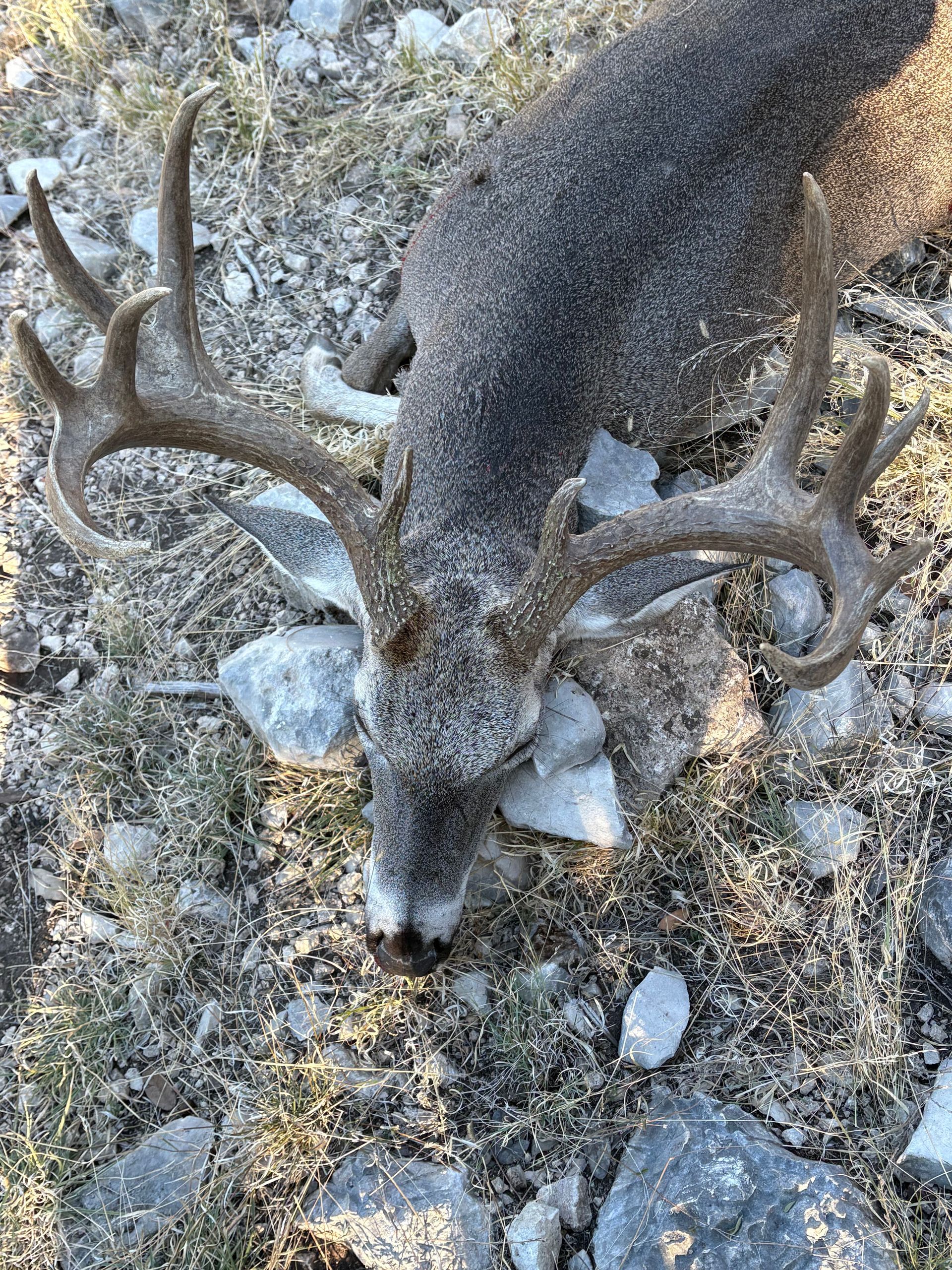Dead buck with large antlers lying on rocky ground.