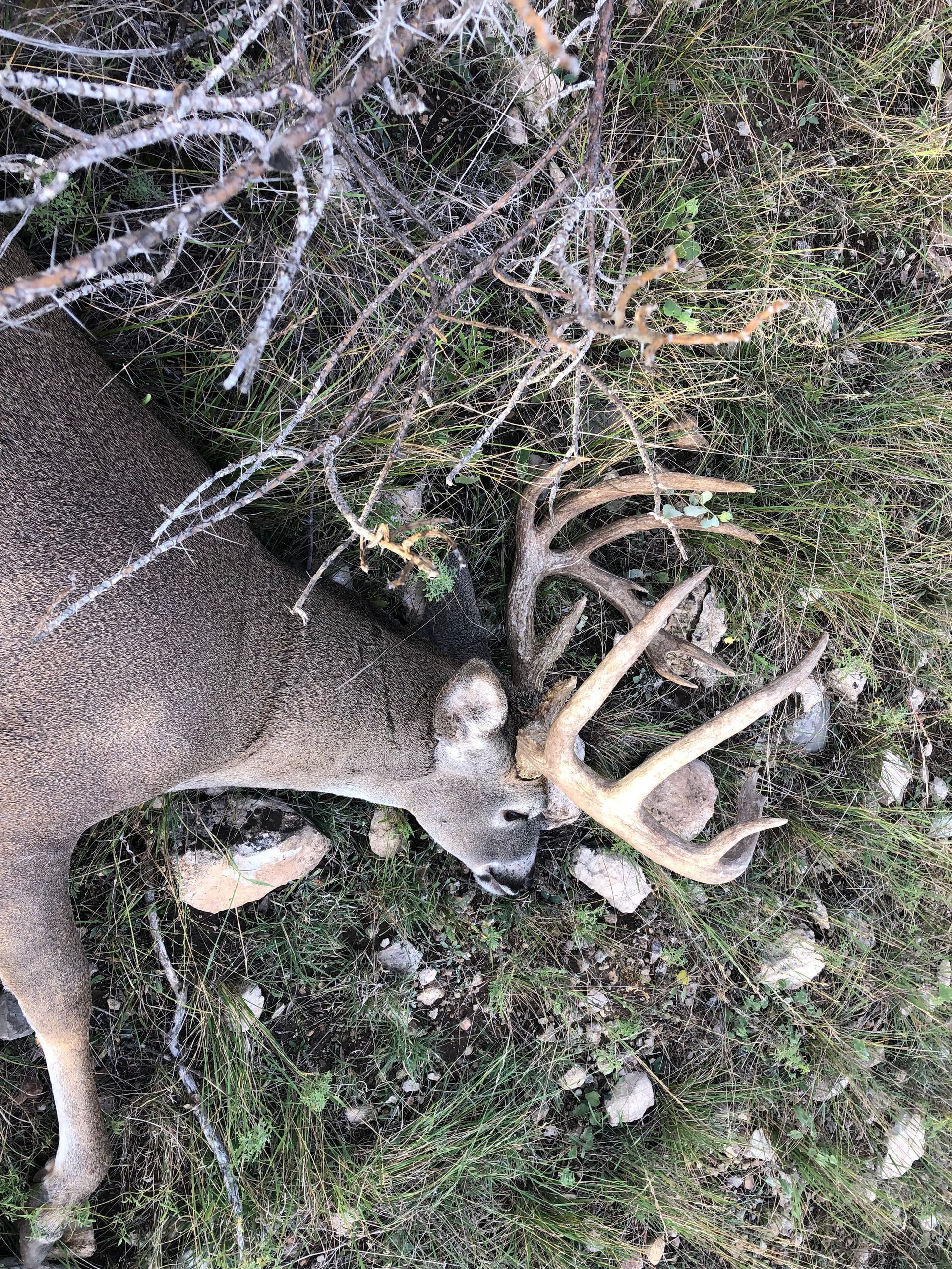 Dead buck deer lying on the ground, with large antlers visible.