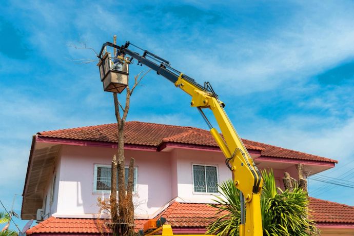 Tree trimming: A worker in a yellow lift truck basket trims a tall tree next to a pink house with a red roof.