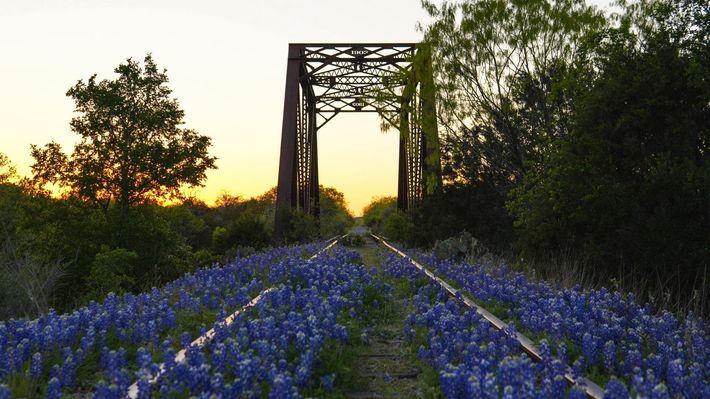 A rusted iron railroad bridge stands over tracks covered in bluebonnet wildflowers during a golden sunset.