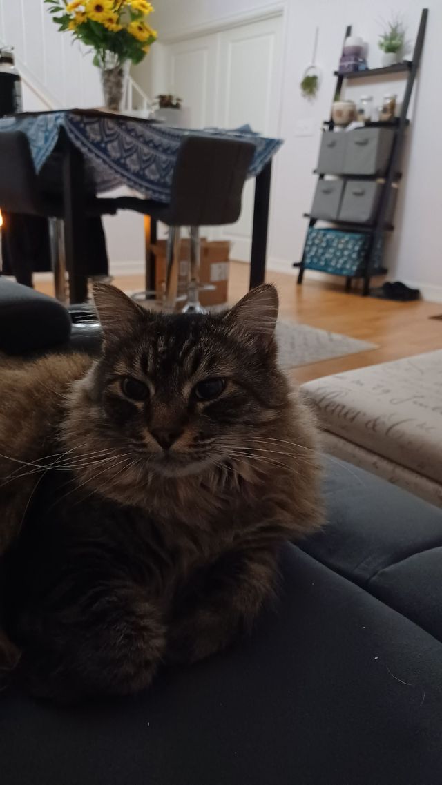 Mr Cuddles the cat.