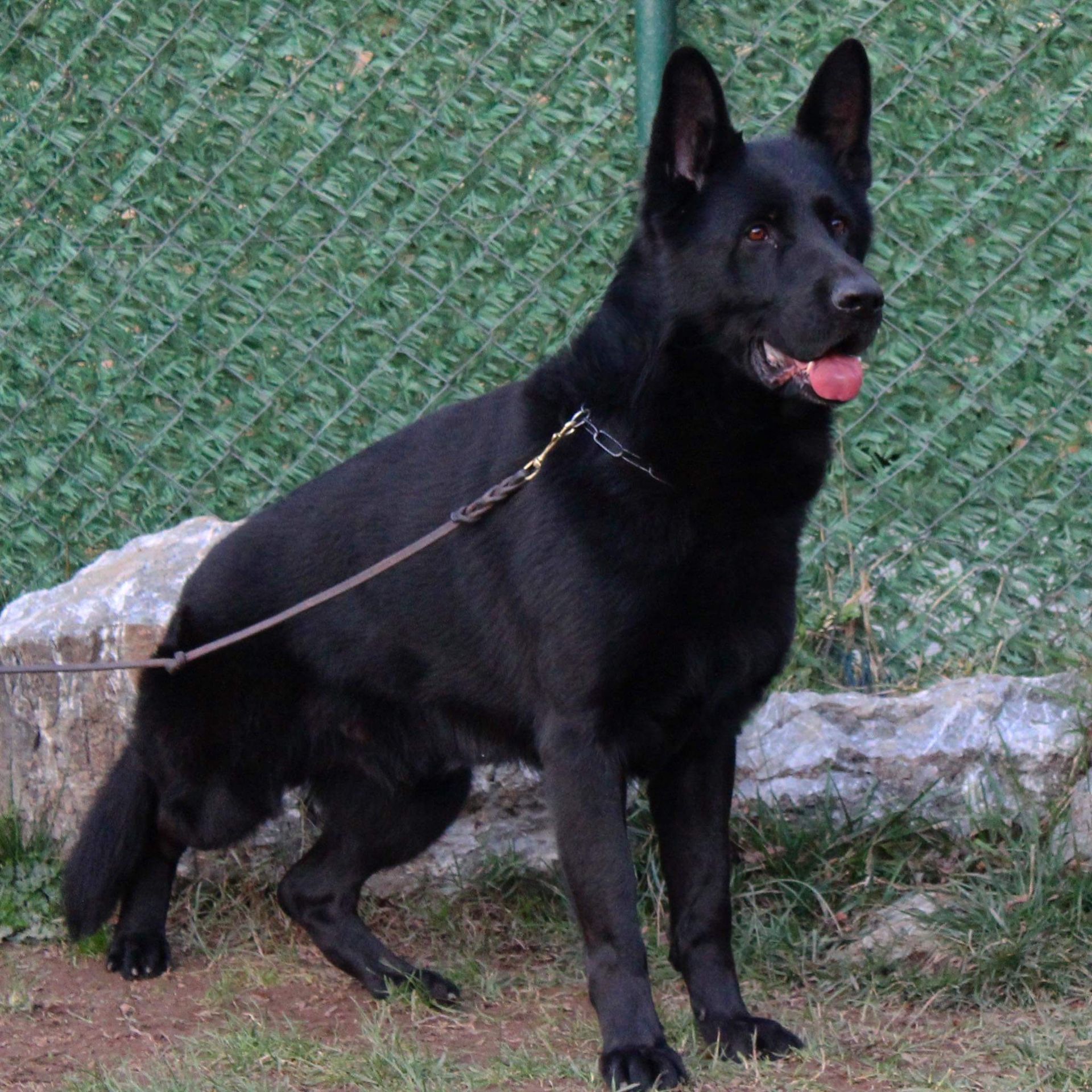 Wilhendorf German Shepherdscraigslist Com Miami Florida - iv3hh3v