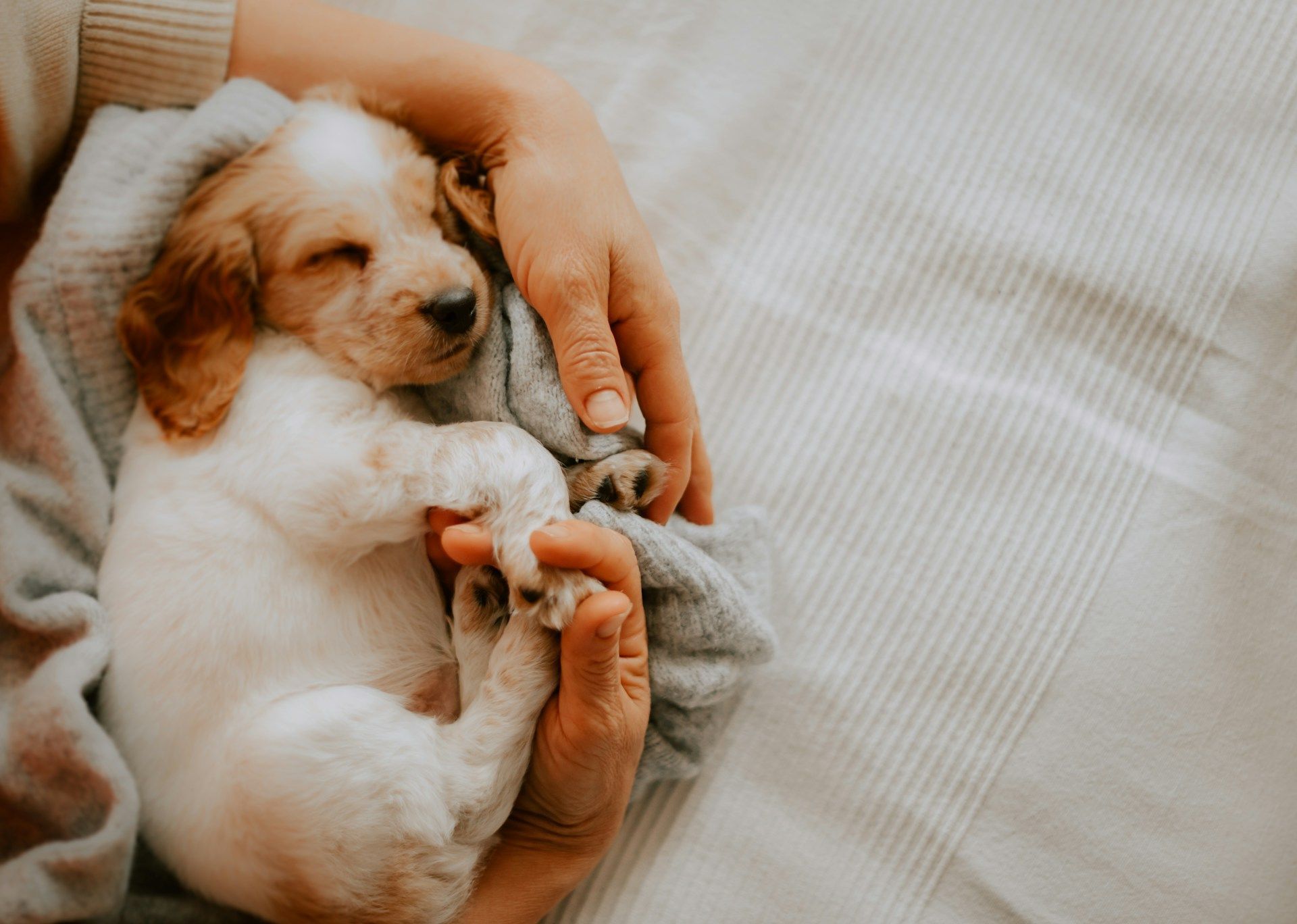 A person is holding a puppy wrapped in a blanket.